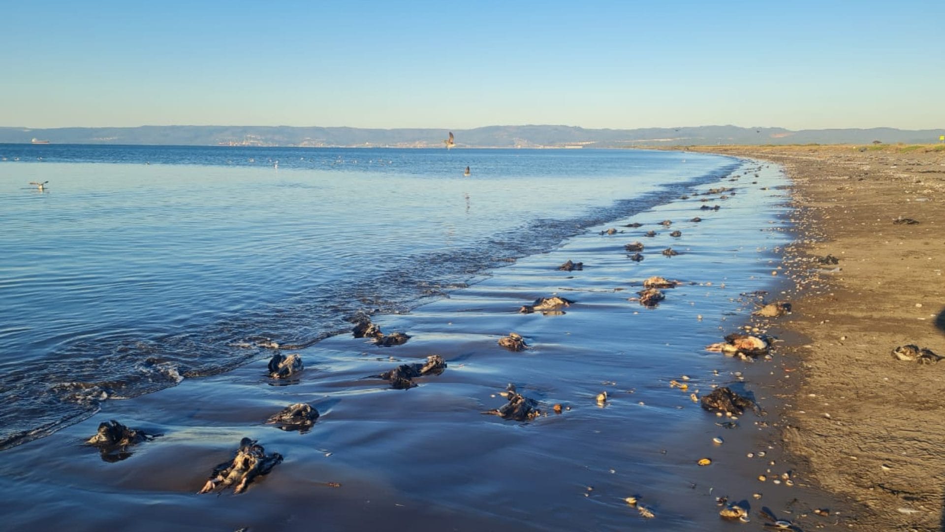Reportan más de 500 especies muertas en Isla Rocuant de Talcahuano