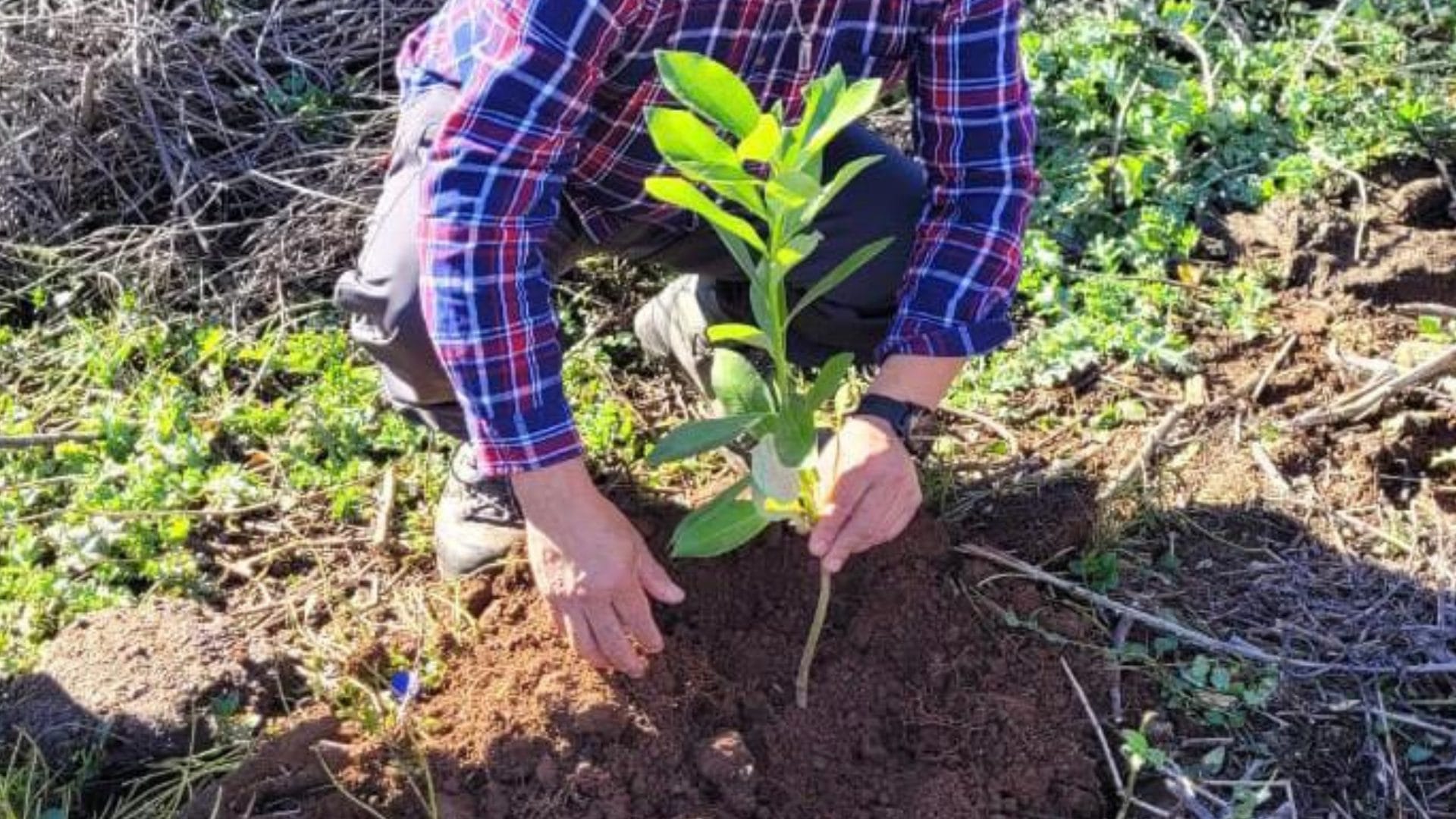Comunidades mapuche restauran 30 hectáreas con plantas nativas en Lago Lleu Lleu