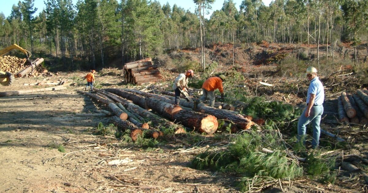 Empresas por polémico decreto 701 de apoyo a la industria forestal: No se aplica hace 20 años