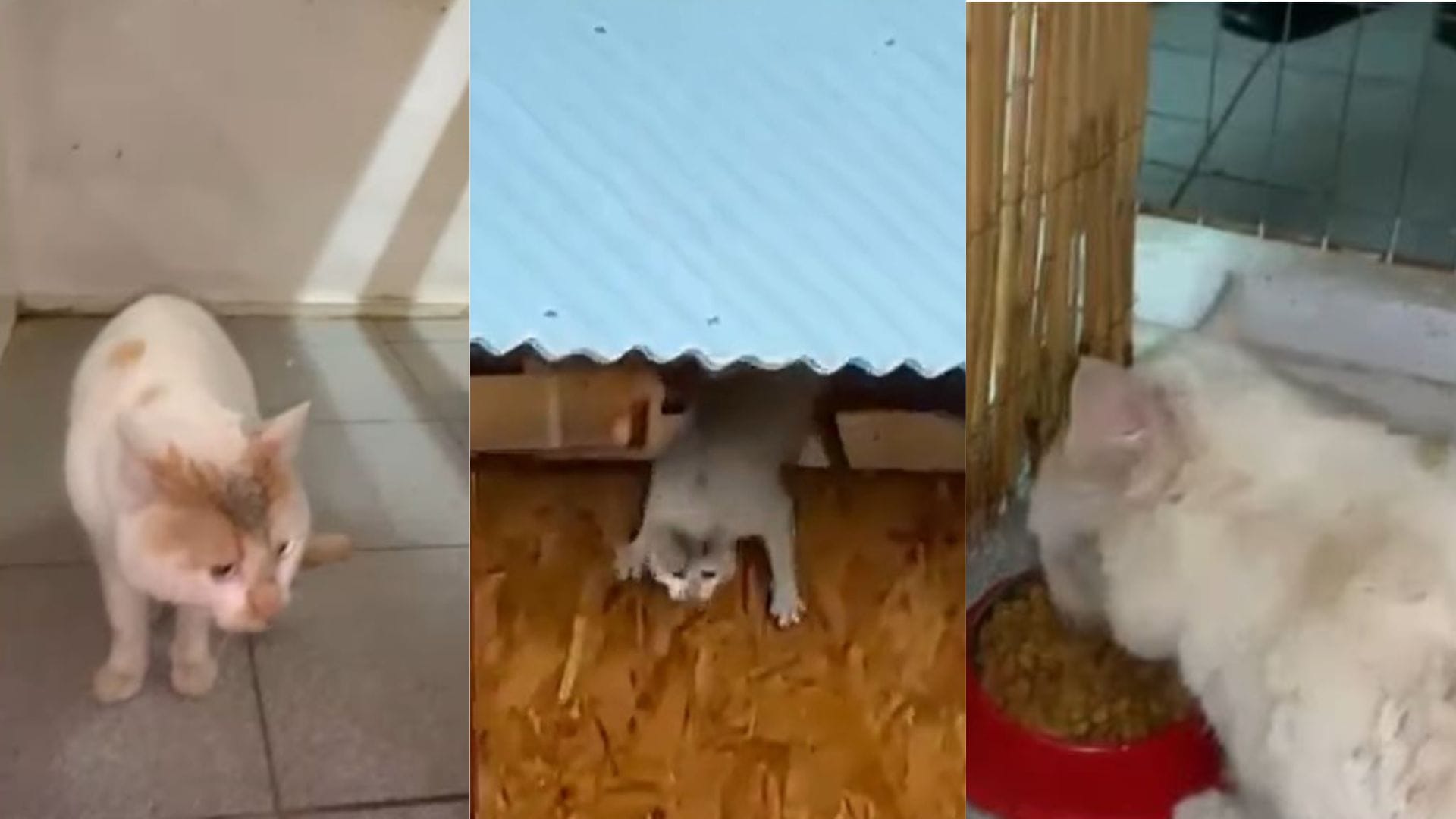 Detallan cómo se encuentra de salud el gato que saltó al Río Cachapoal