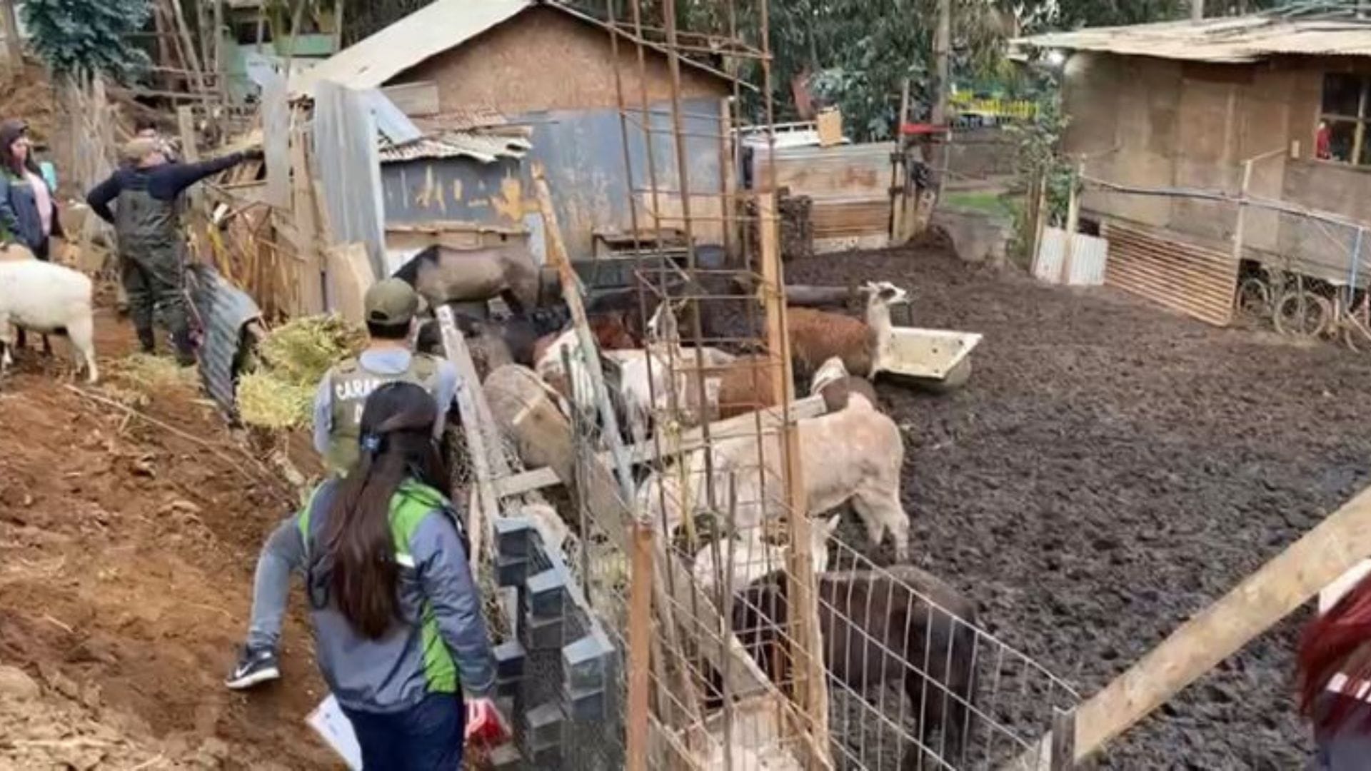 Operativo dejó dos detenidos: Desbaratan matadero clandestino en Cartagena