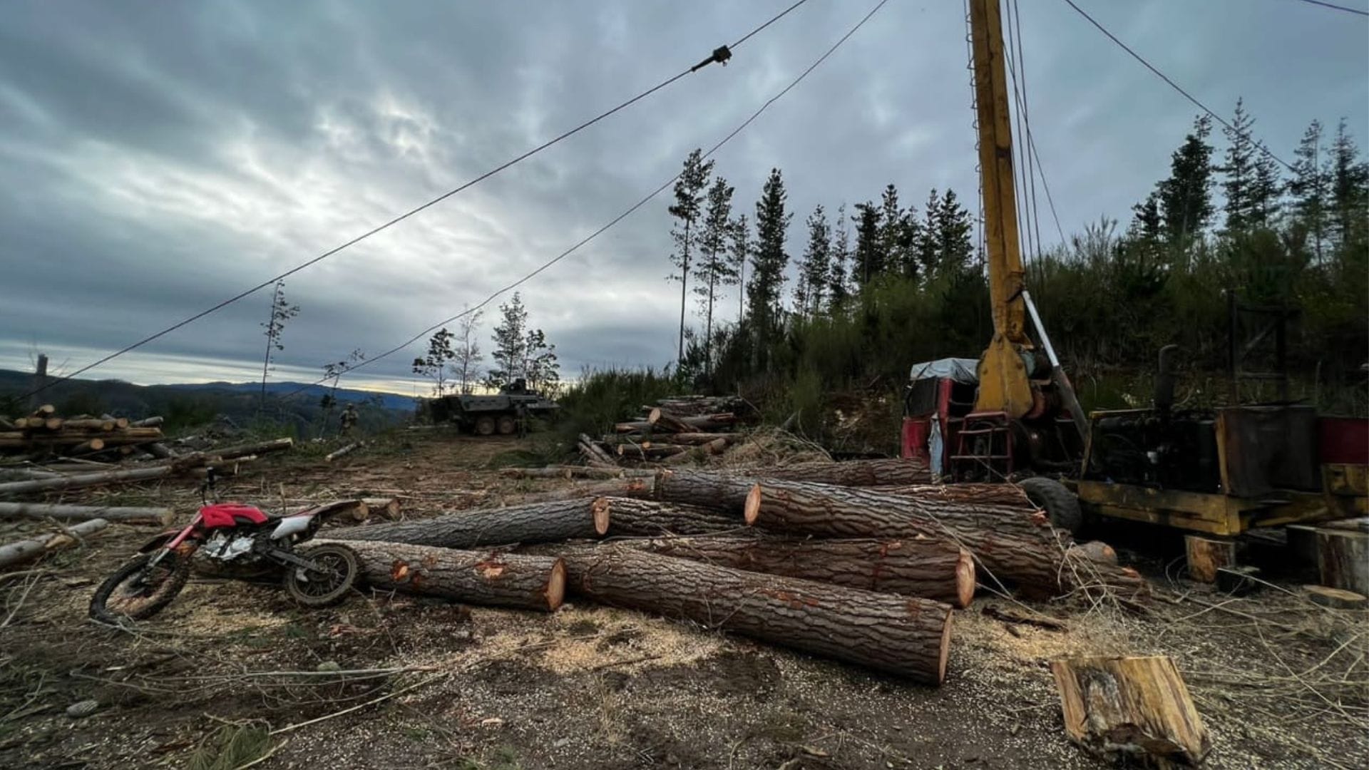 Desarticulan faena de extracción ilegal de madera en Cañete