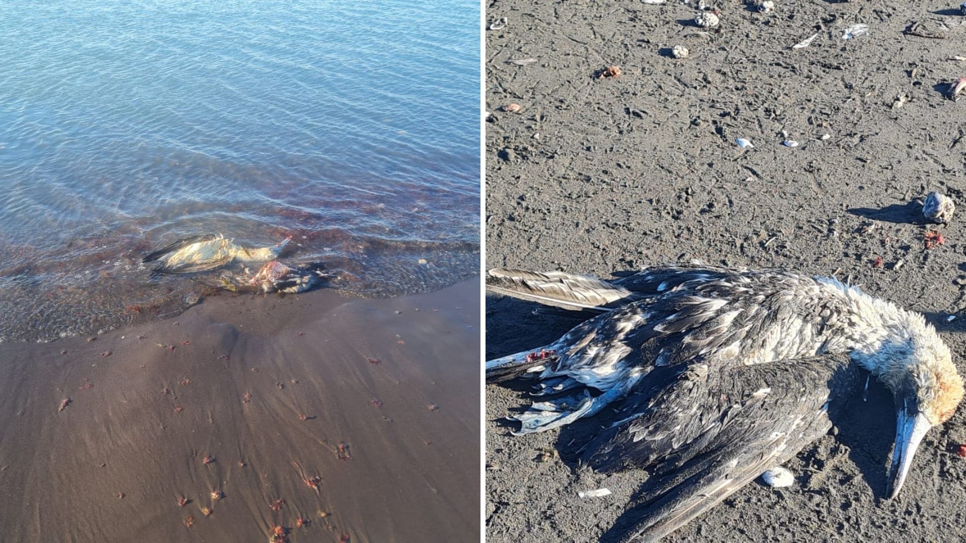 Descartan gripe aviar en especies varadas en Isla Rocuant de Talcahuano