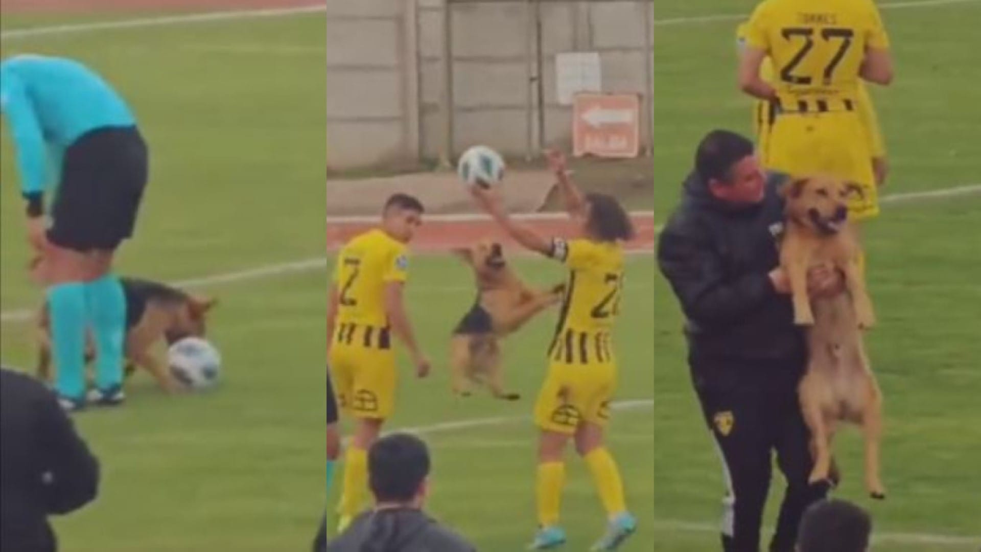 Perrito se robó la pelota y “la película” del duelo entre Fernández Vial e Iberia: ¡Hasta hizo regate!
