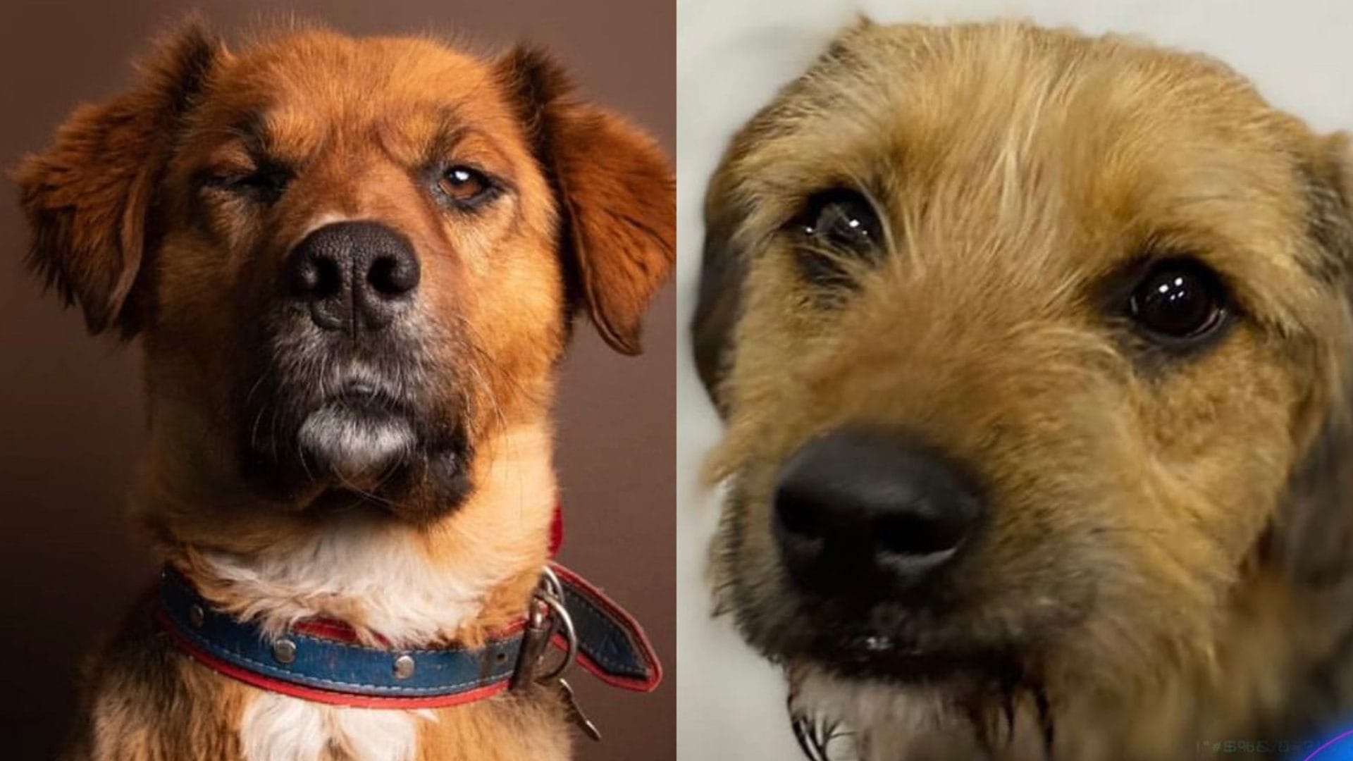Brownie, el perro presidencial, se manifestó tras maltrato animal contra mascota de “Gran Hermano”