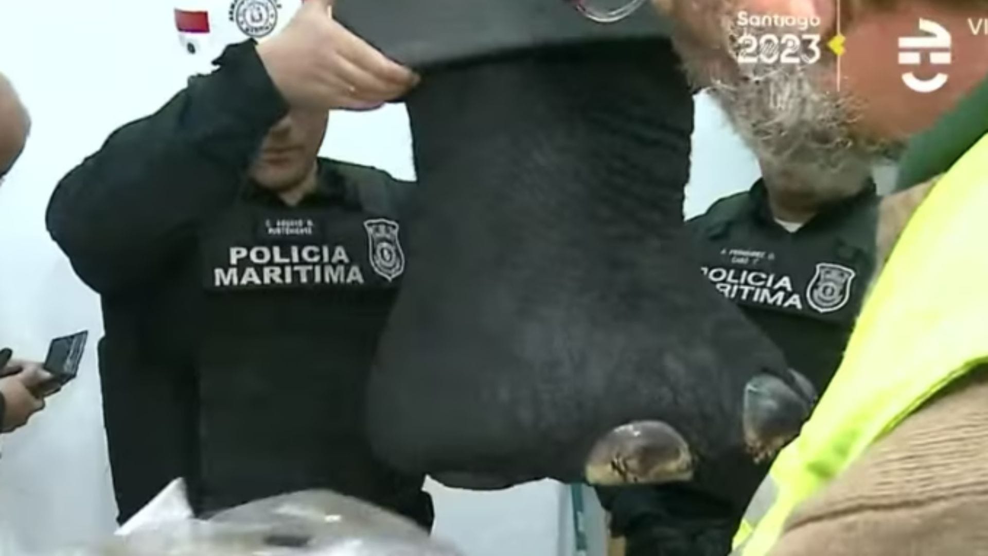 La controversia en torno al empresario chileno que habría cazado un elefante en África