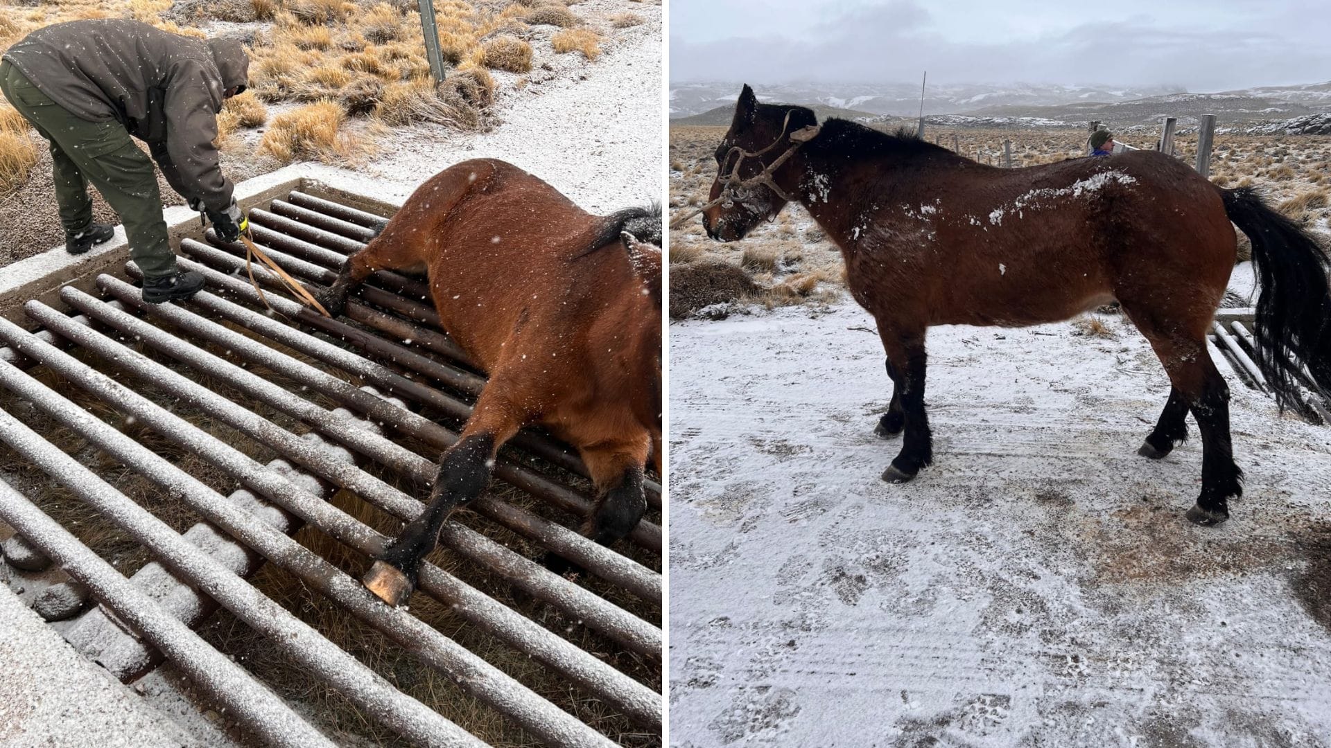 Carabineros y Gendarmería Argentina logran rescatar a caballo atrapado en estructura metálica