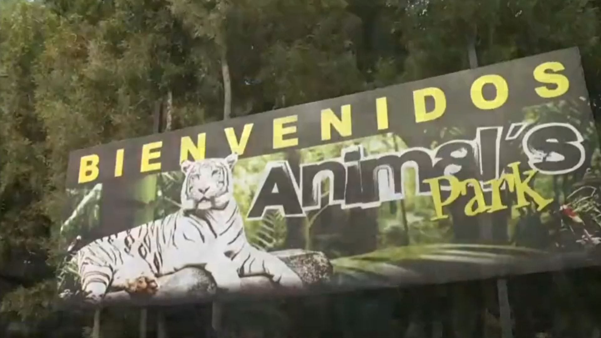Grave y en riesgo vital continúa adulto mayor atacado por un tigre en zoológico de Los Ángeles