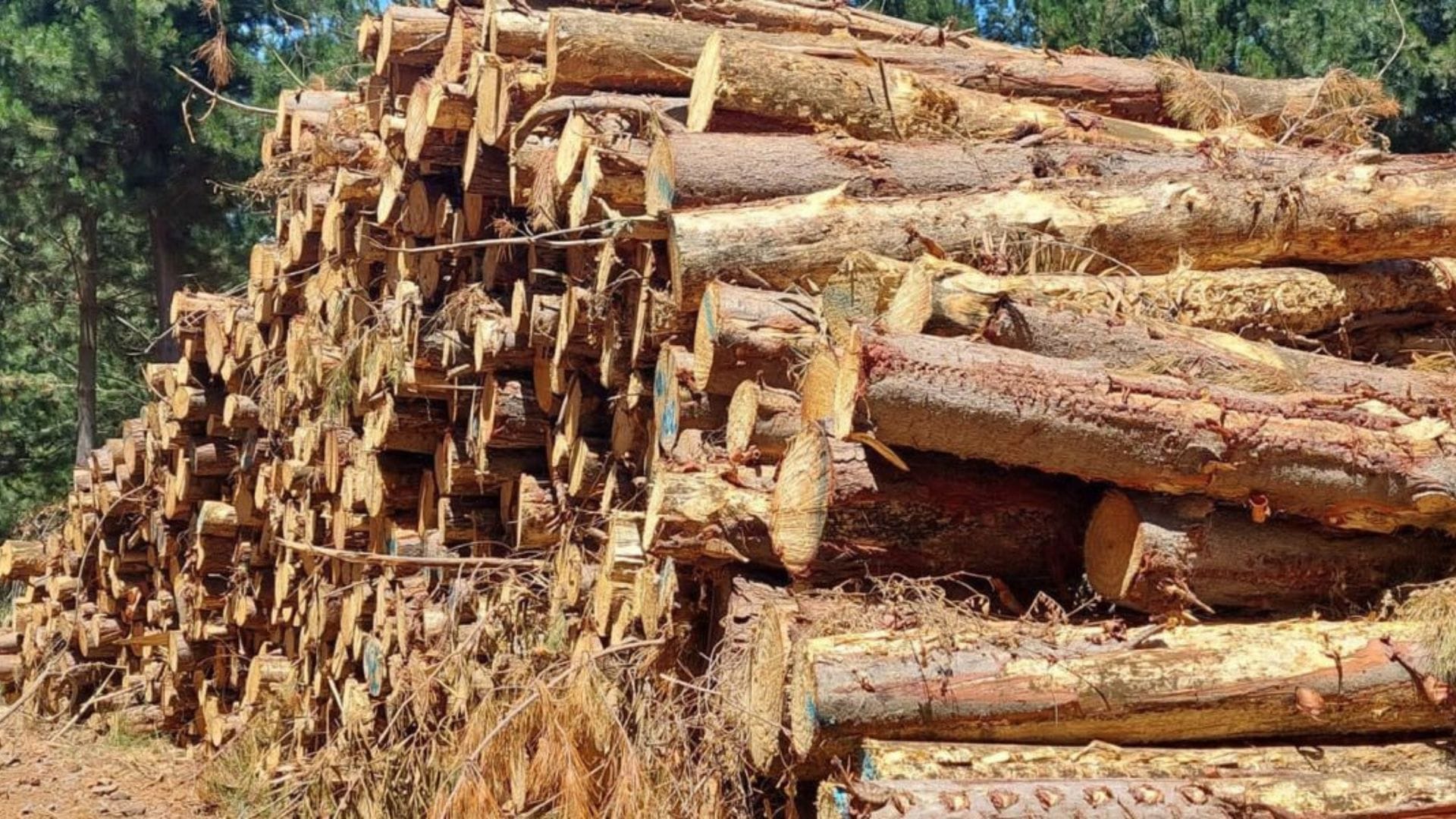 Gobierno y gremios respaldan a la justicia tras condena a “El Mentolato” por robo de madera