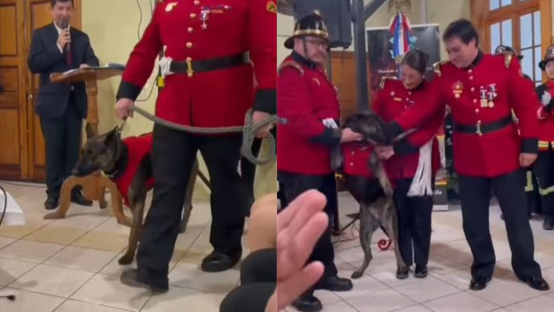 Perro vistió de gala y recibió reconocimiento por 5 años de servicio en Bomberos de Melipilla