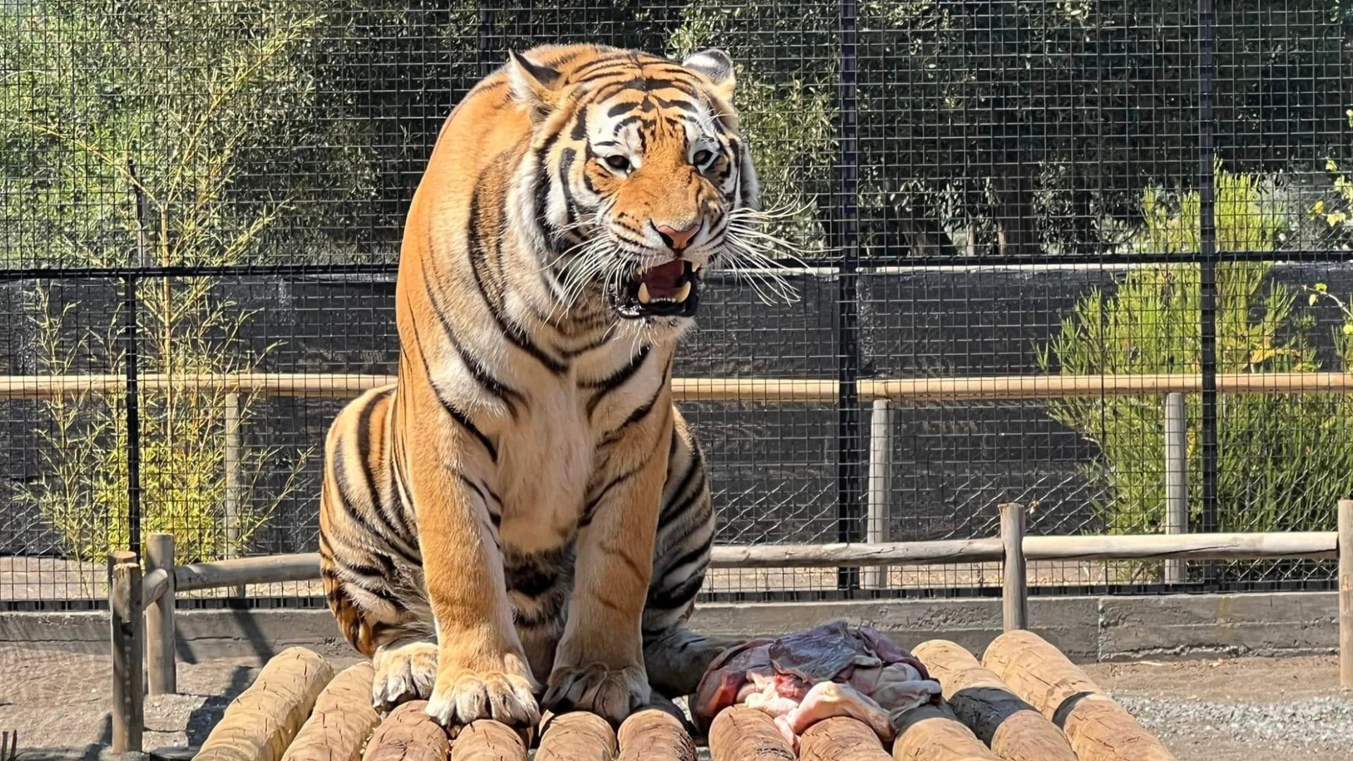Adulto mayor es atacado por tigre en zoológico de Los Ángeles: Se encontraría en riesgo vital