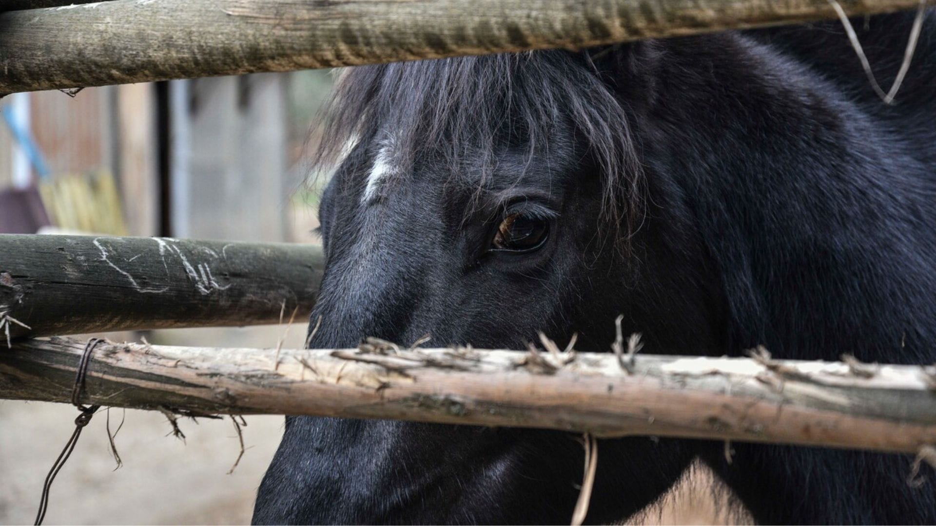 Dejó a su caballo herido a la intemperie por 72 horas en Valdivia: Fue detenido por maltrato animal