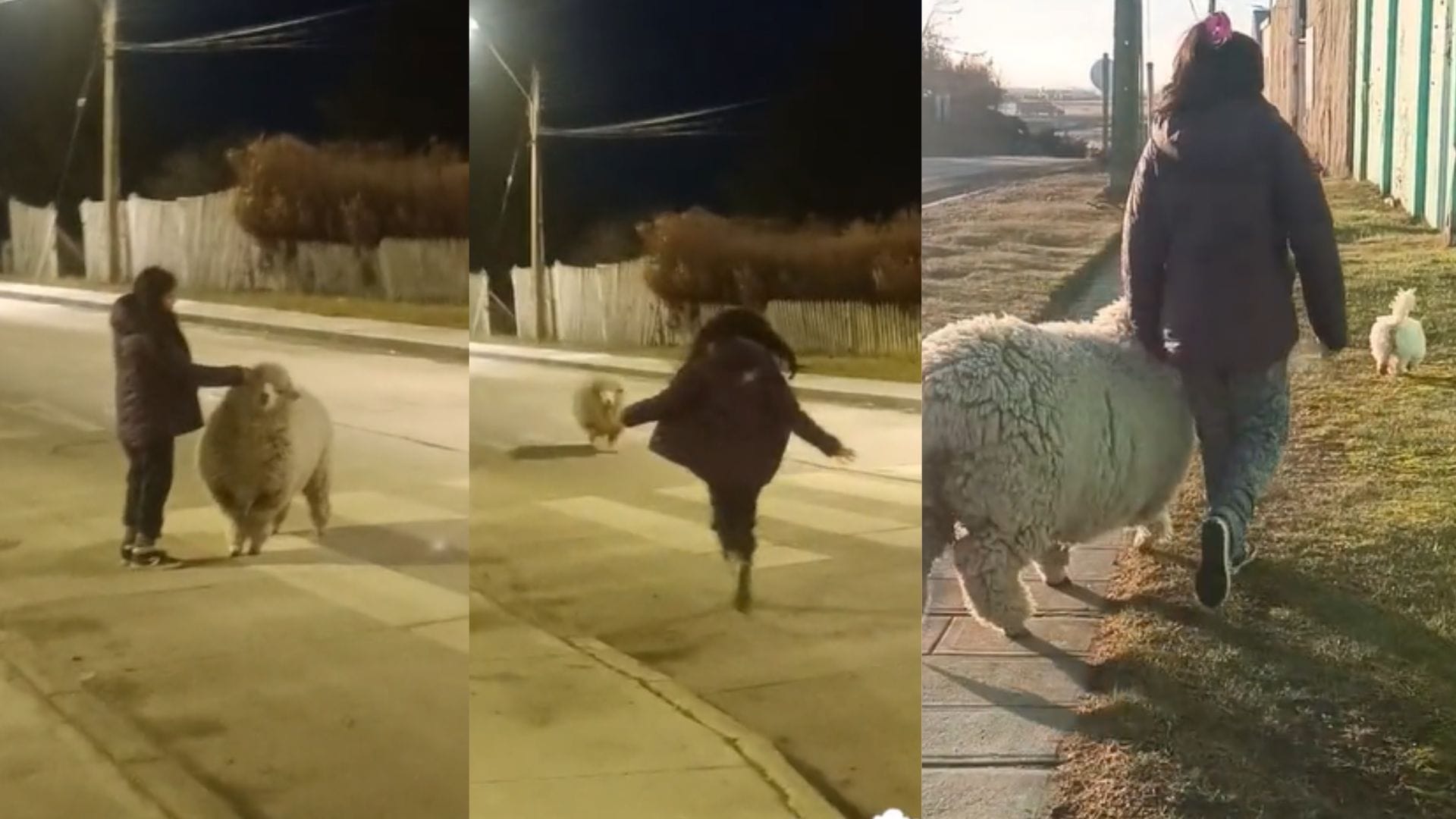 “Amistad sin límites”: Niña enternece las redes paseando con su cordero y su perrita en Magallanes