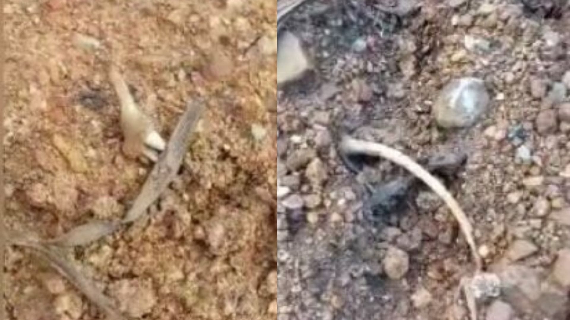 Tras el hallazgo de osamentas: Vecinos aseguran que aún quedarían restos de lobos marinos en Patagual
