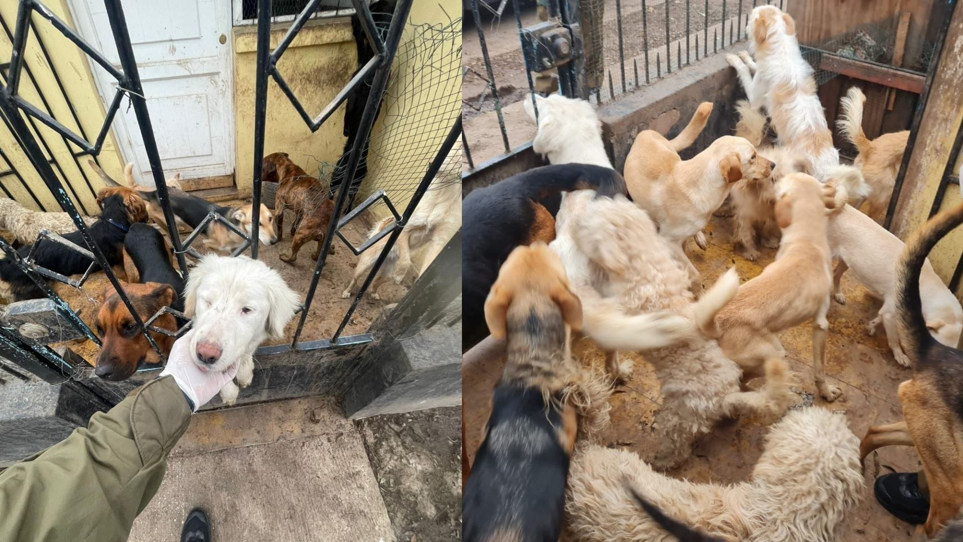 Rescatan a 23 perros que estaban en deplorables condiciones en Conchalí: Sujeto fue detenido por maltrato animal