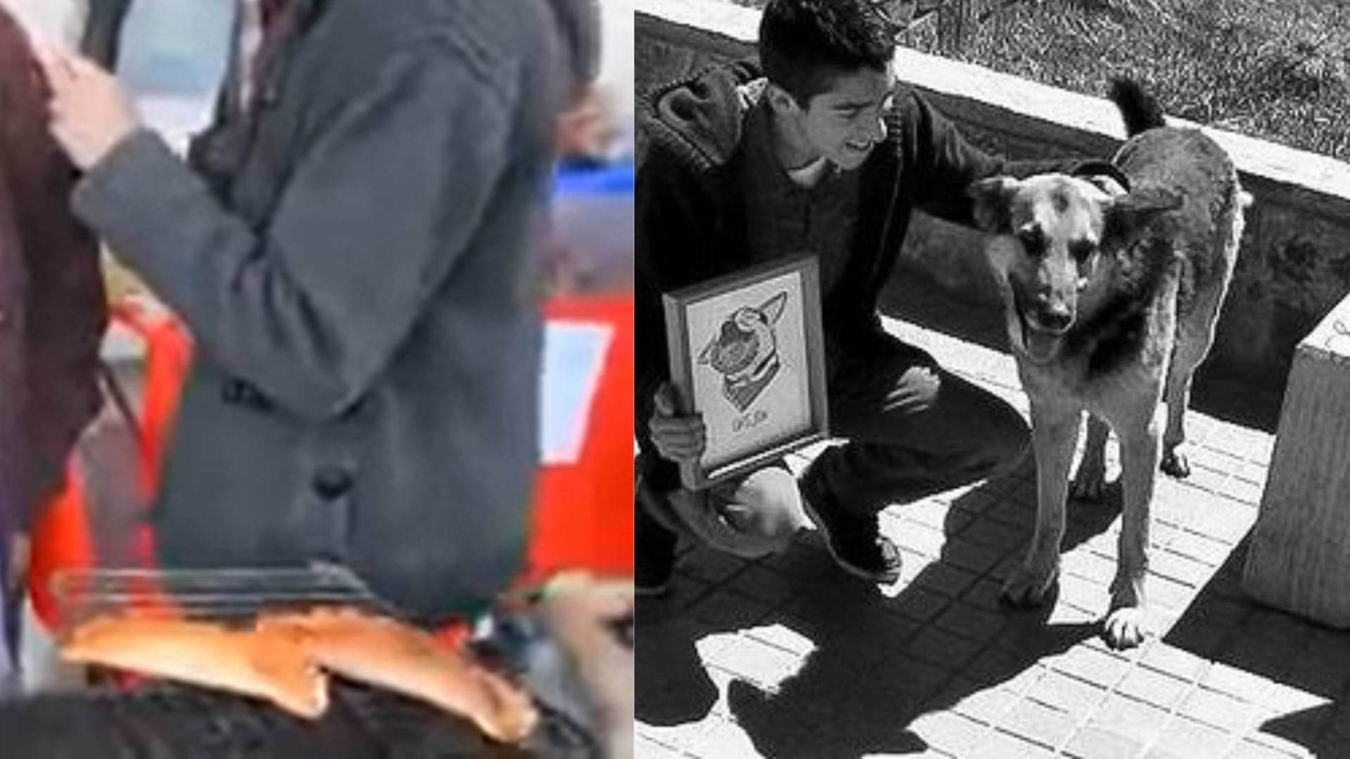 Confirman que murió “Orejón”, perro que se hizo viral por robar empanadas