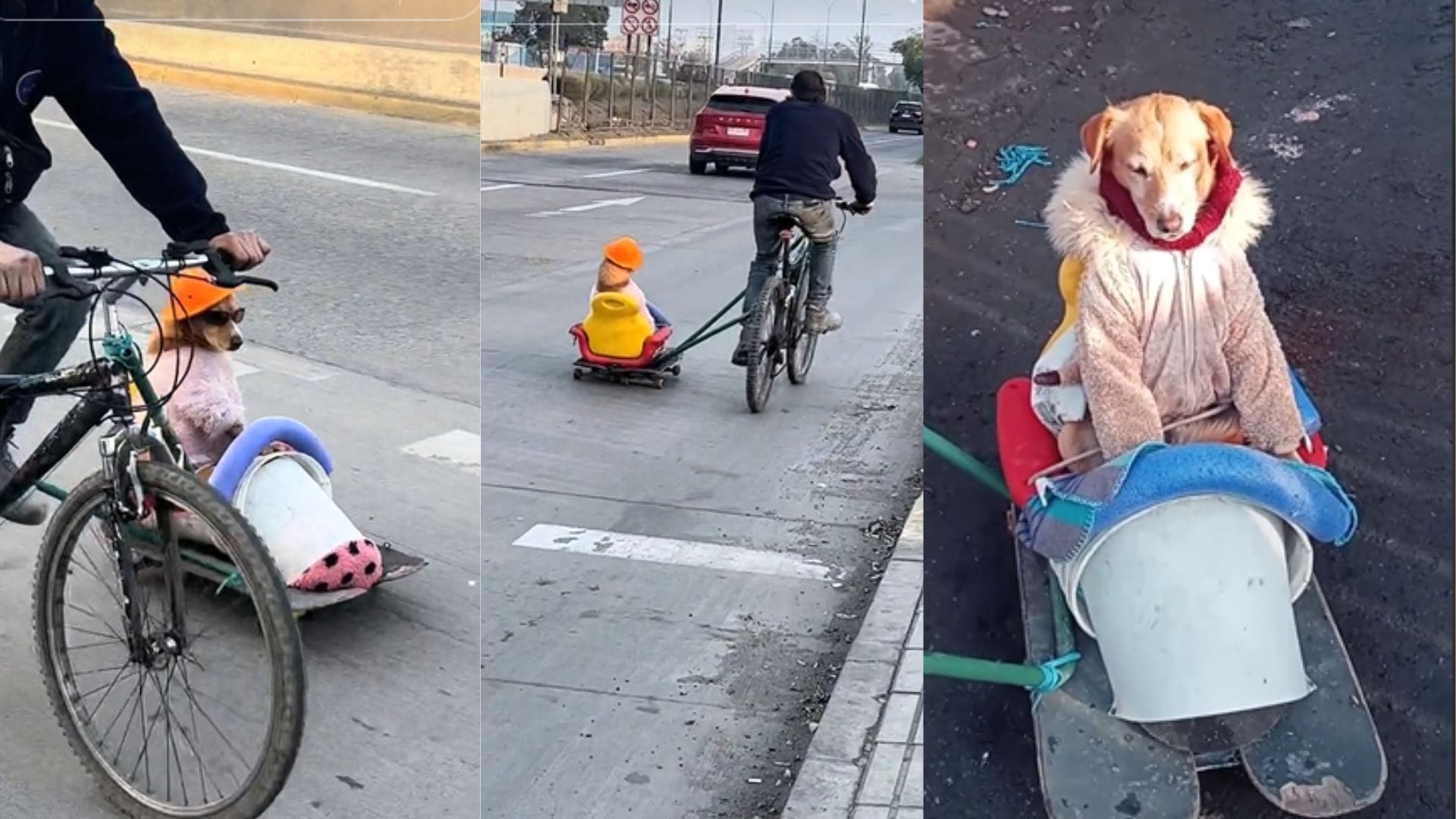 Lo hace vestido con abrigo y bufanda: Perro se viraliza tras pasear por Santiago con su dueño