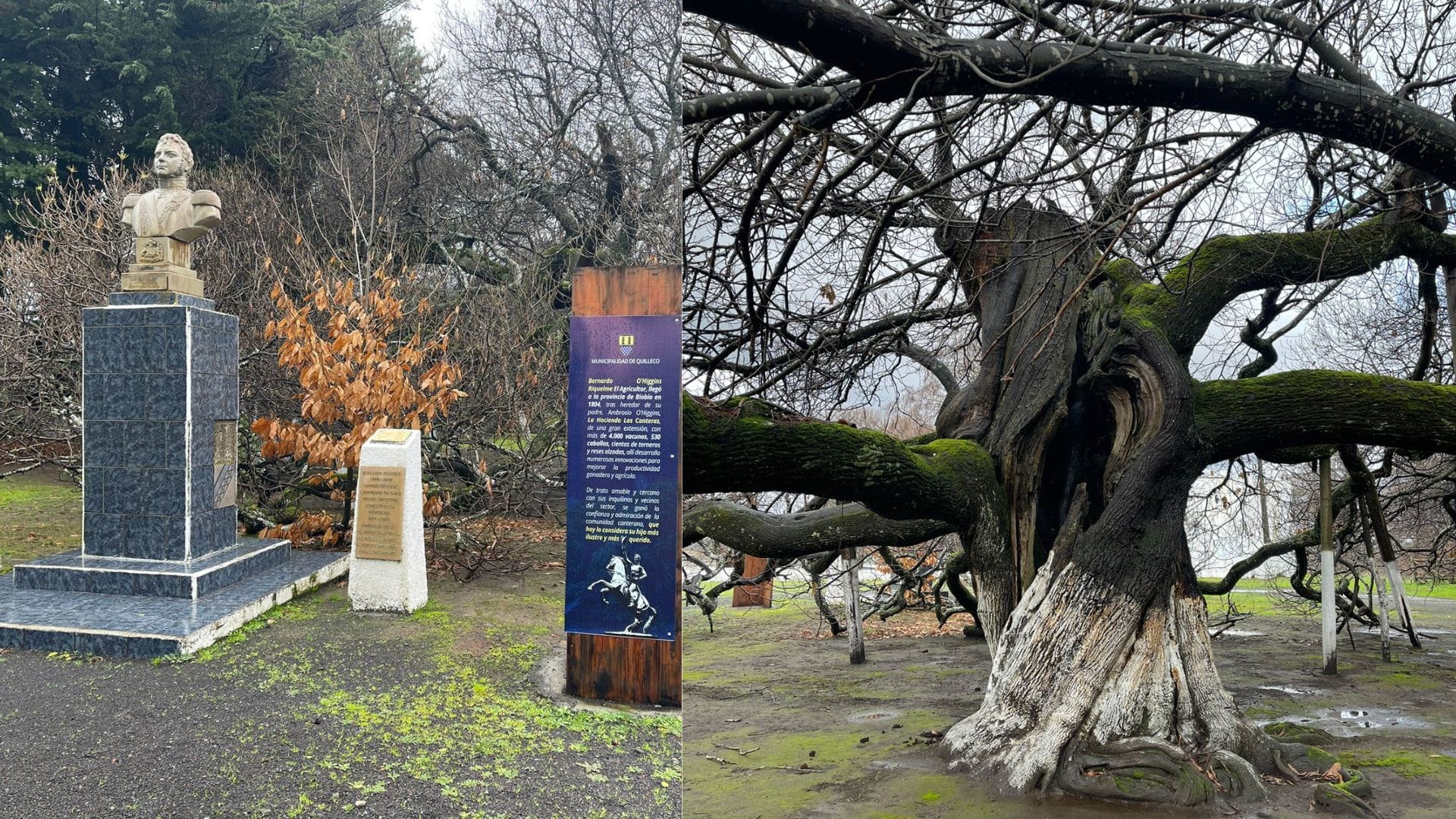 Árbol plantado por O’Higgins en Quilleco sobrevive al paso del tiempo: Reconstrucción de casa patronal sigue esperando