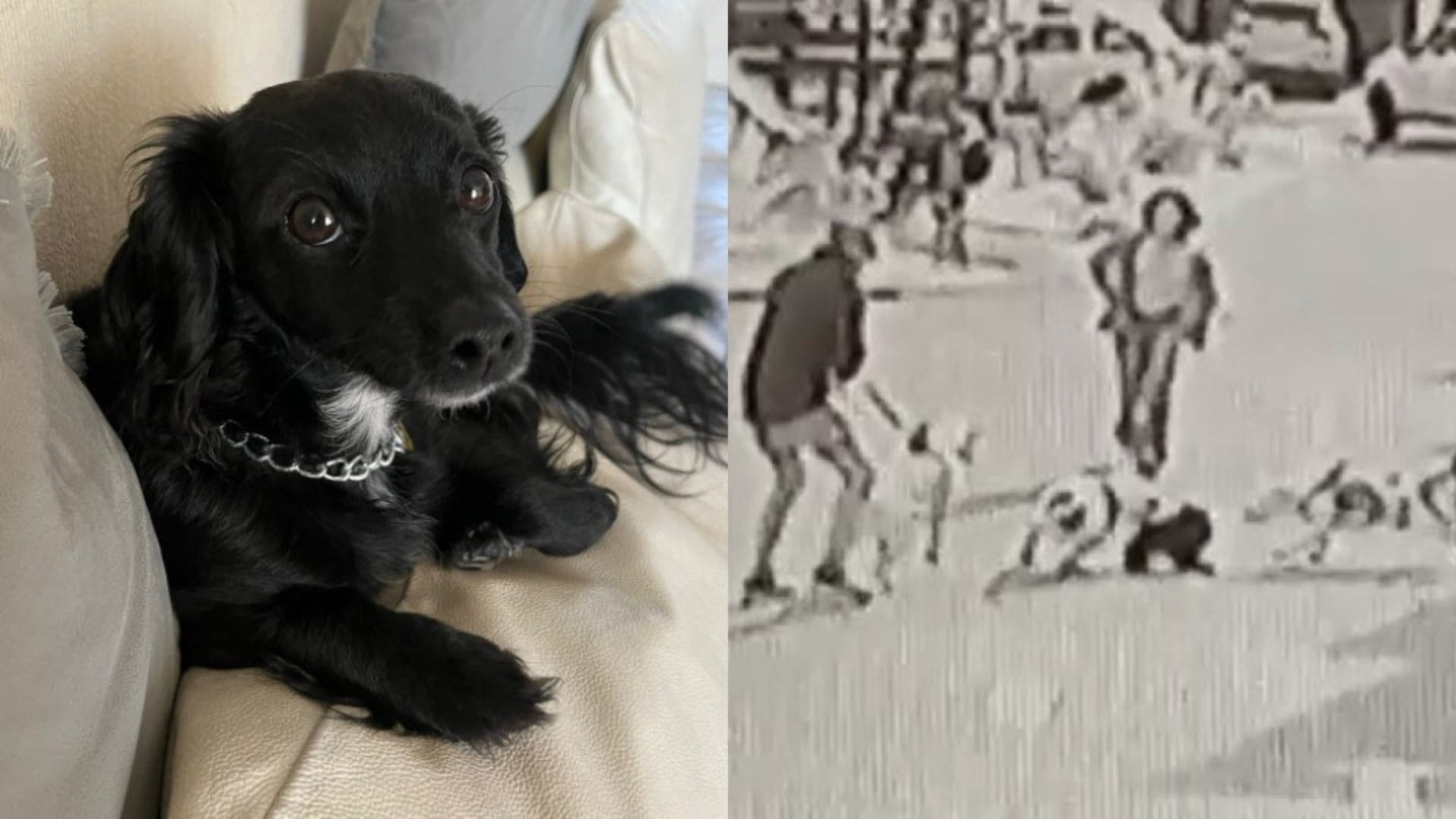 La historia de “Pandora”: Perrita de Talcahuano murió atacada por 3 pitbulls en un condominio