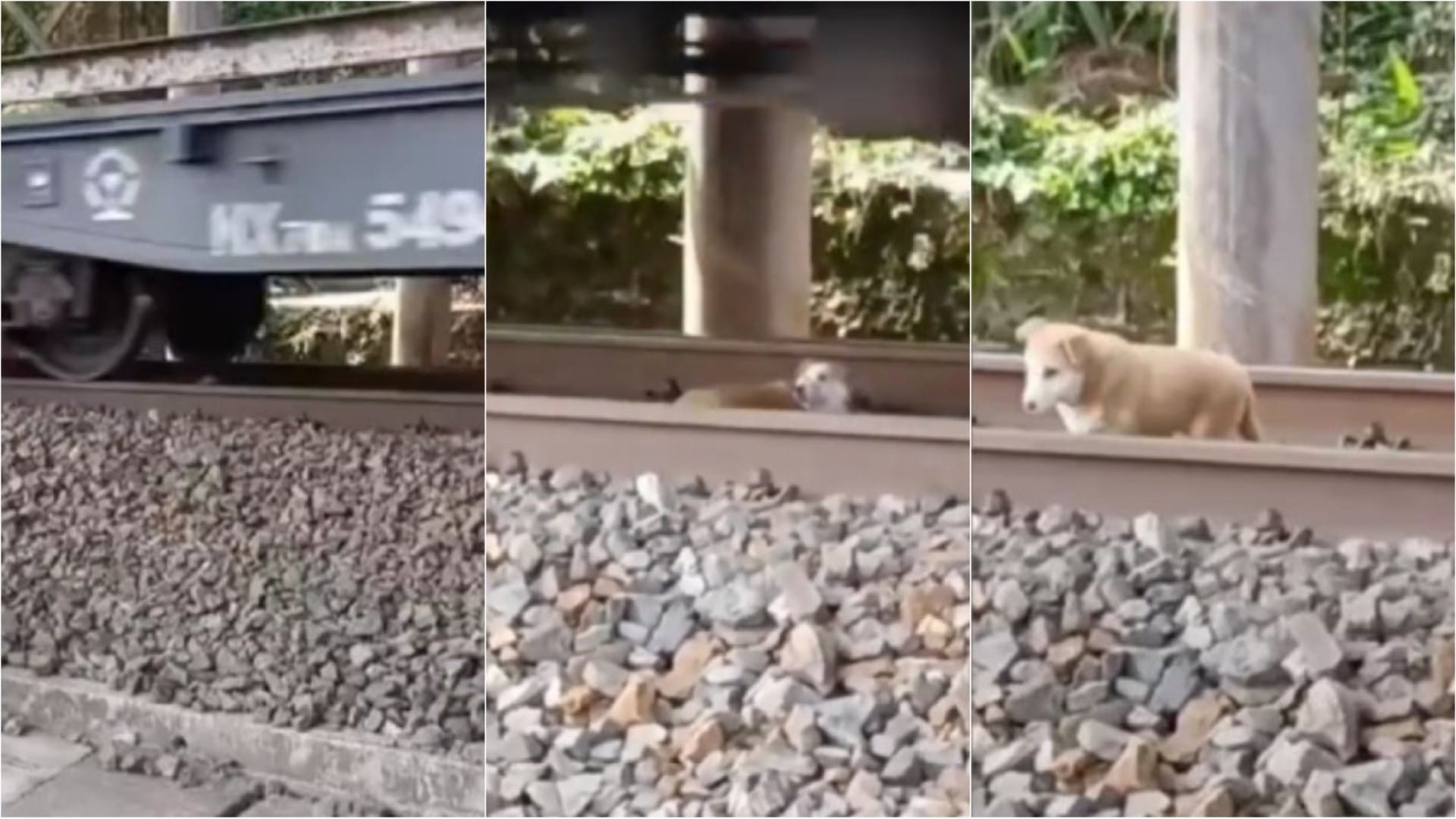 Perrito que dormía sobre la vía férrea sobrevive milagrosamente al paso del tren: “La paciencia es el mejor remedio para cada problema”