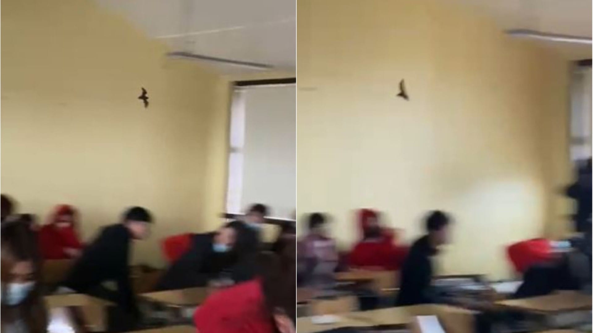 “¡Es Batman!” Preocupación por murciélagos en colegio de Chiguayante: Uno revoloteó en la sala