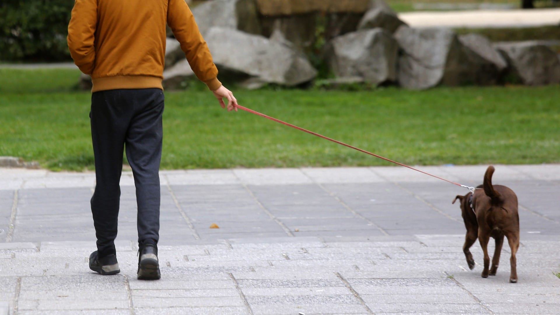 Asalto armado en inmediaciones de Universidad de Concepción: Víctima iba paseando a su perrito