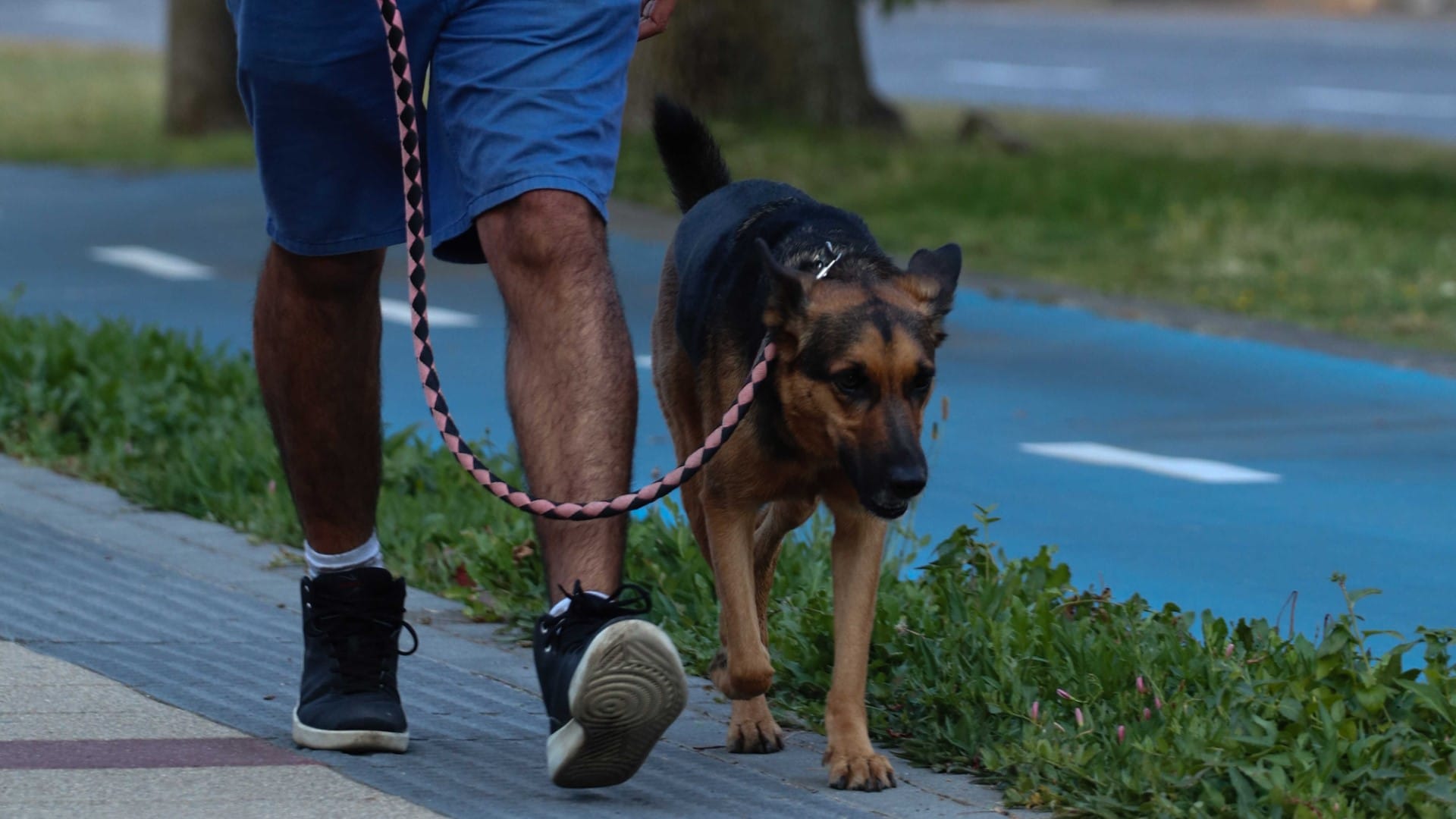 Mujer asalta y golpea a persona que paseaba a su perrito en Concepción