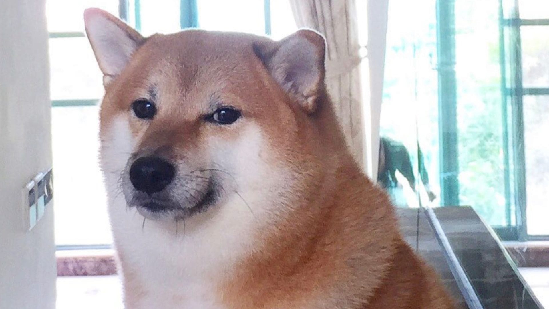 “Recuerda la alegría que trajo al mundo”: Confirman muerte del icónico perro detrás del meme “Cheems”