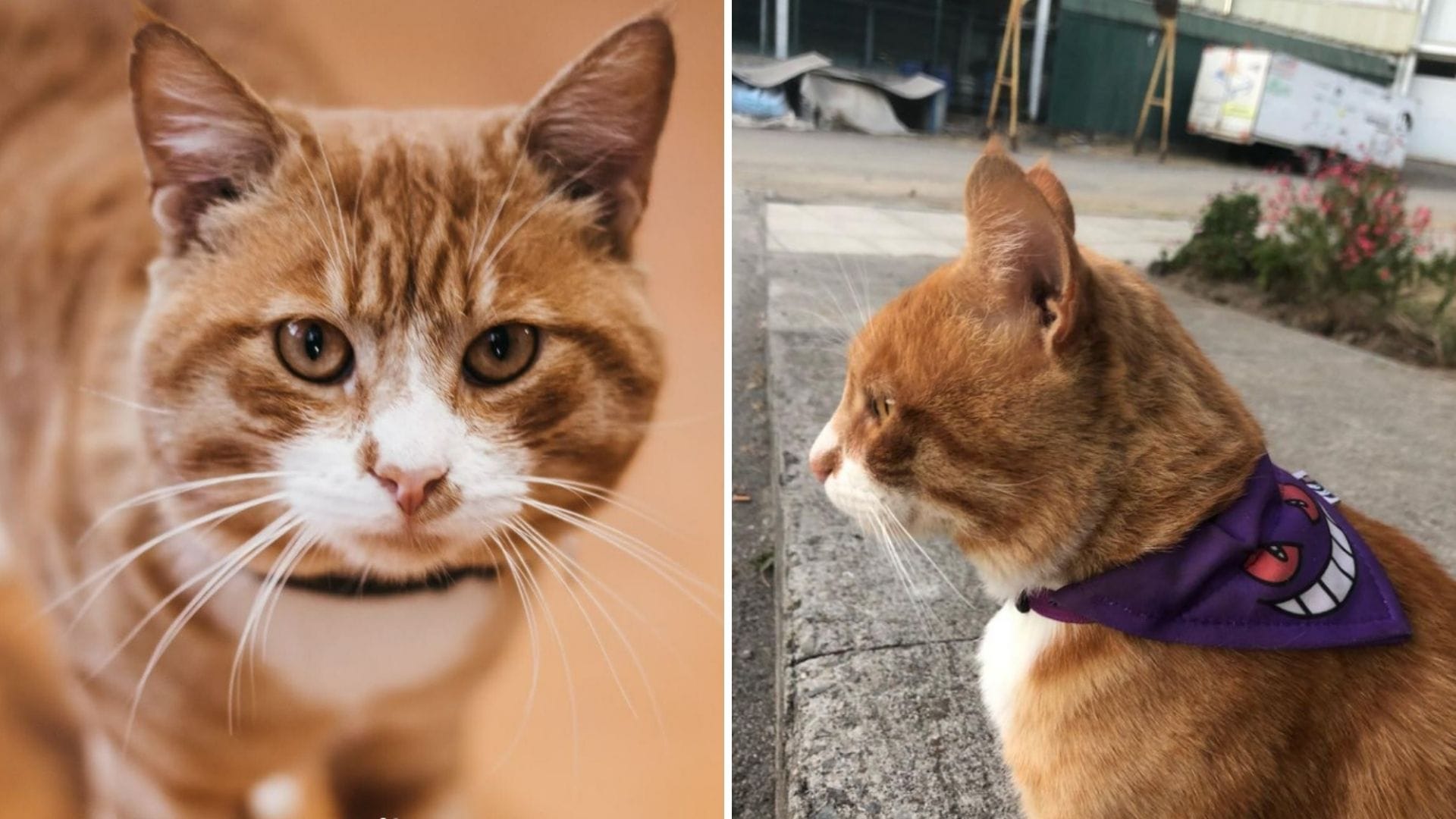 Gato Sutu Love de la UdeC necesita dadores de sangre tras ataque de jauría: Metalúrgicos en campaña