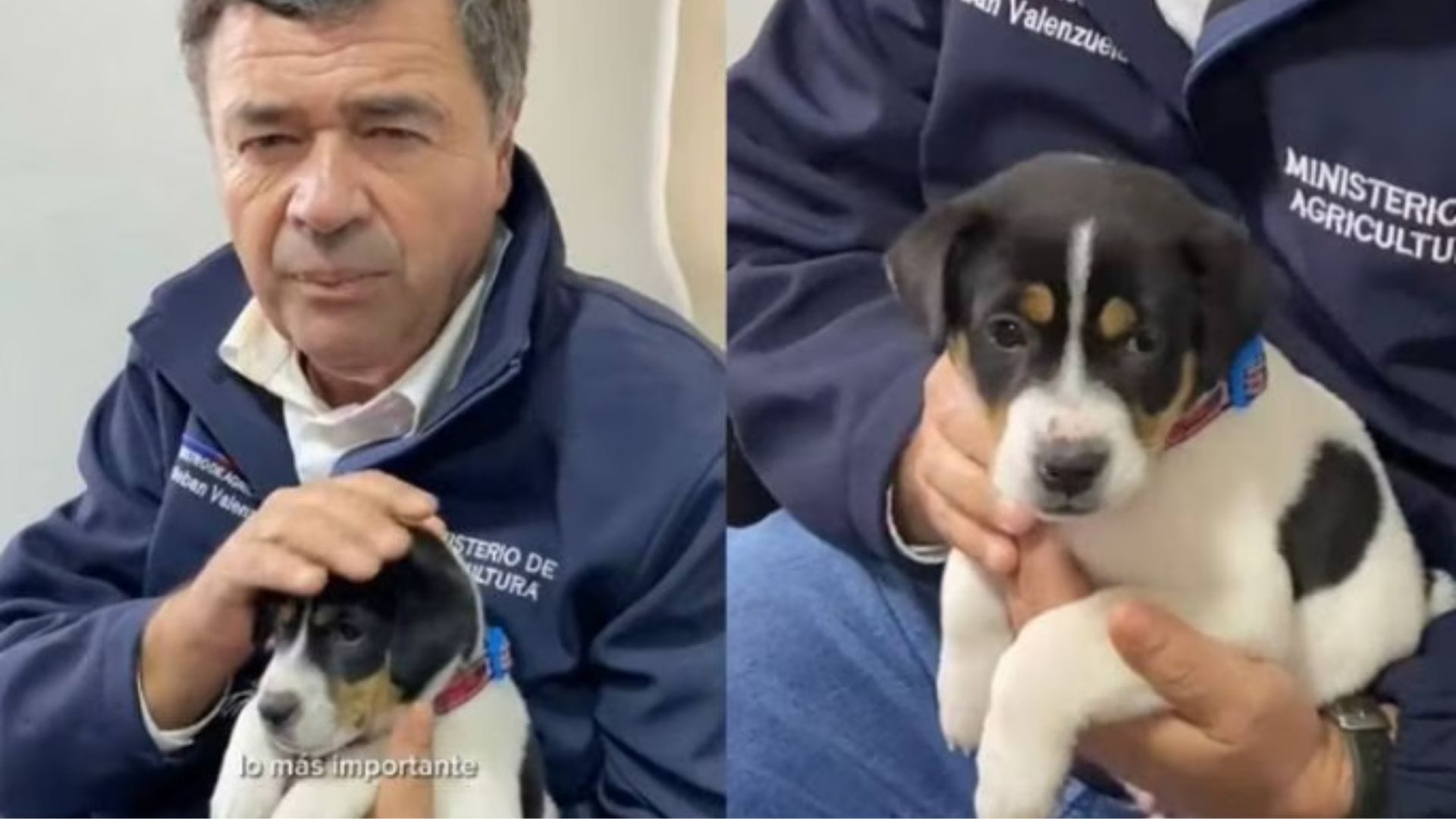“Desastre”, el perrito que sobrevivió al sistema frontal en O’Higgins: Fue rescatado por Senapred