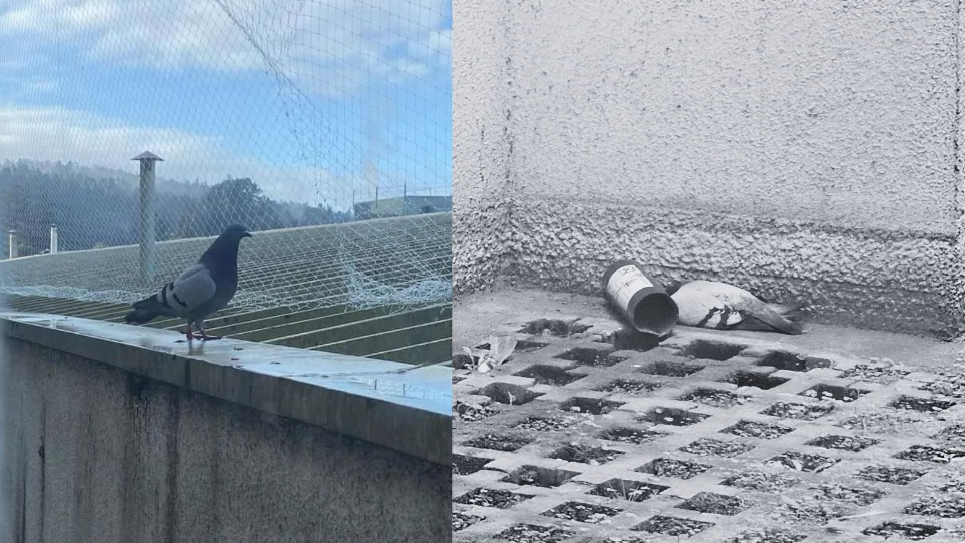 Muere la última de las palomas encerradas en el Hospital Regional de Concepción