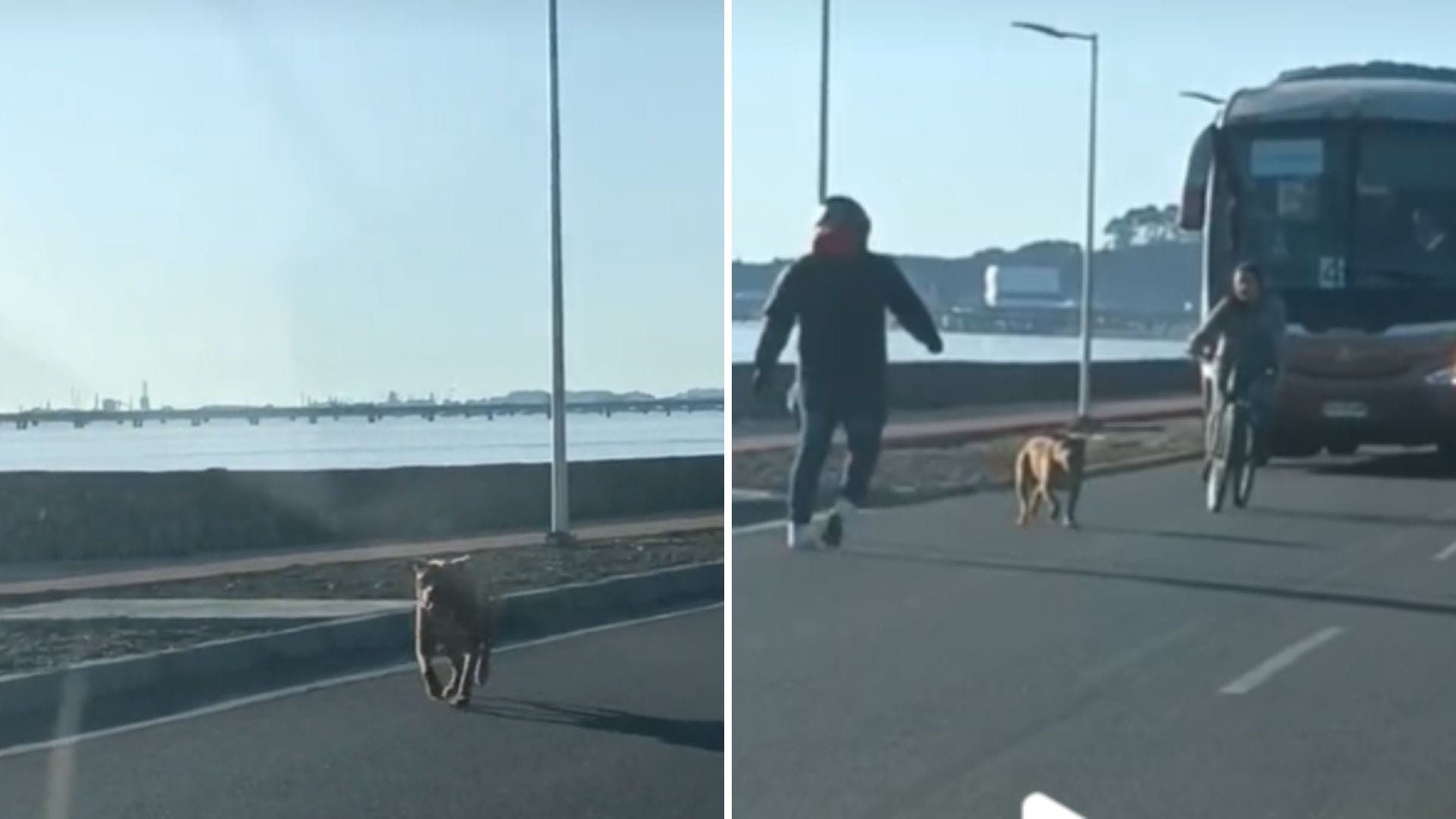 “Perro brígido”: Can genera taco de proporciones en Concepción