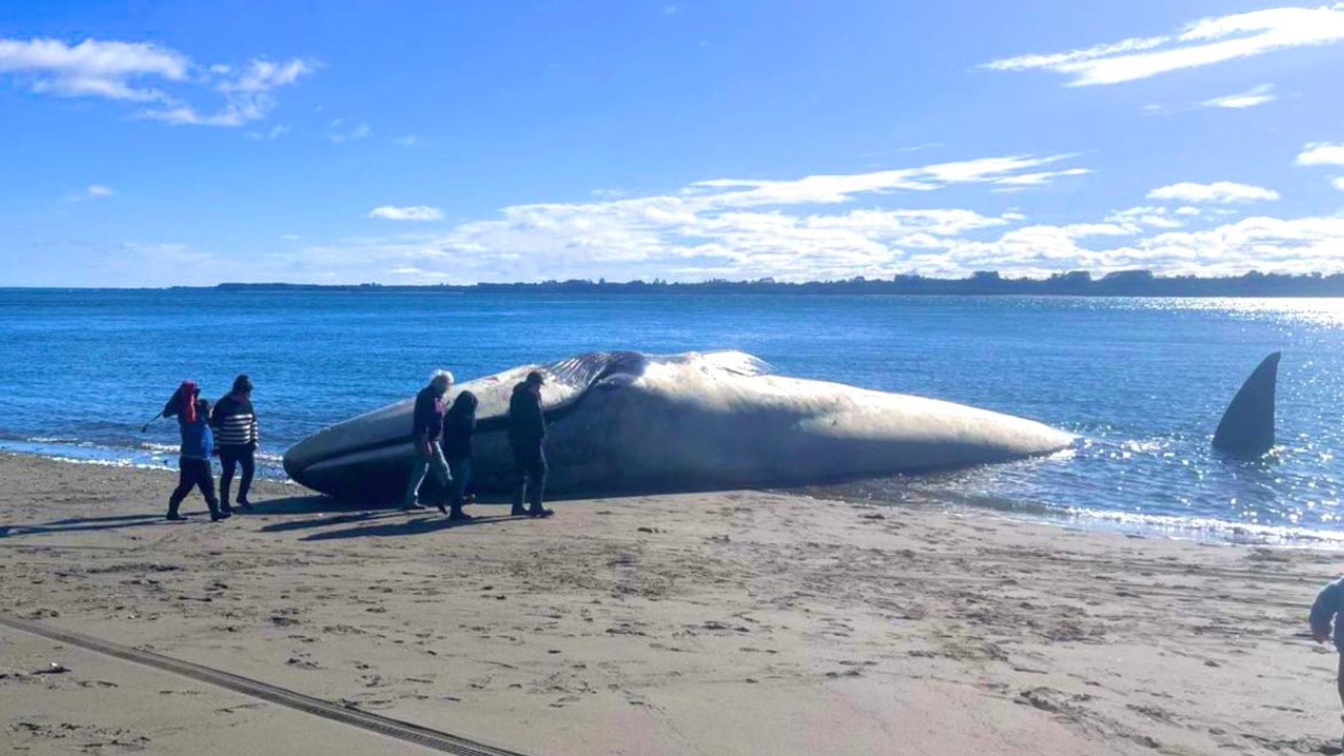 Reportan varamiento de una enorme ballena azul en Ancud