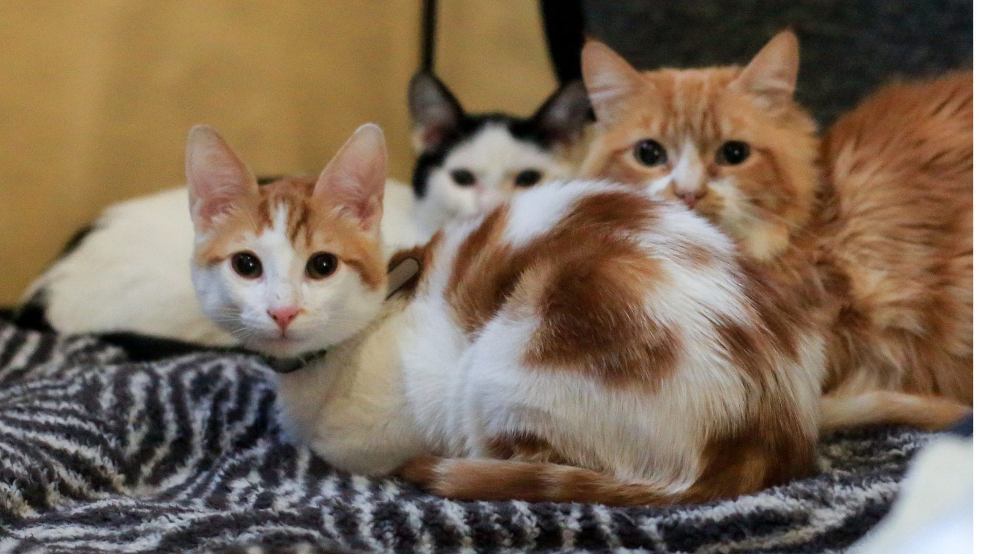 ¿Cuál es el hongo que infecta a los gatos?: Confirman en Chile primer caso de persona contagiada a través de su mascota