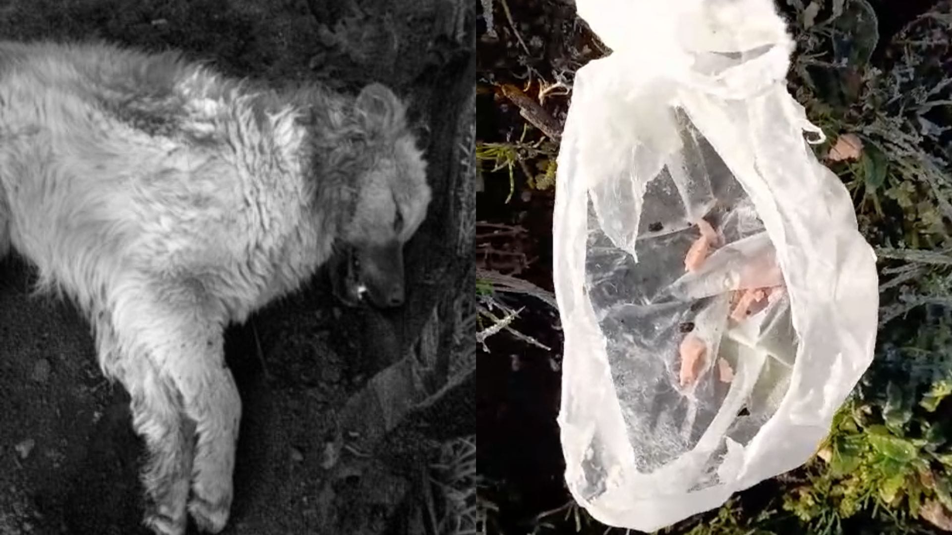 Denuncian envenenamiento masivo de perros en sector rural de Los Ángeles: Tres murieron y uno lucha por su vida