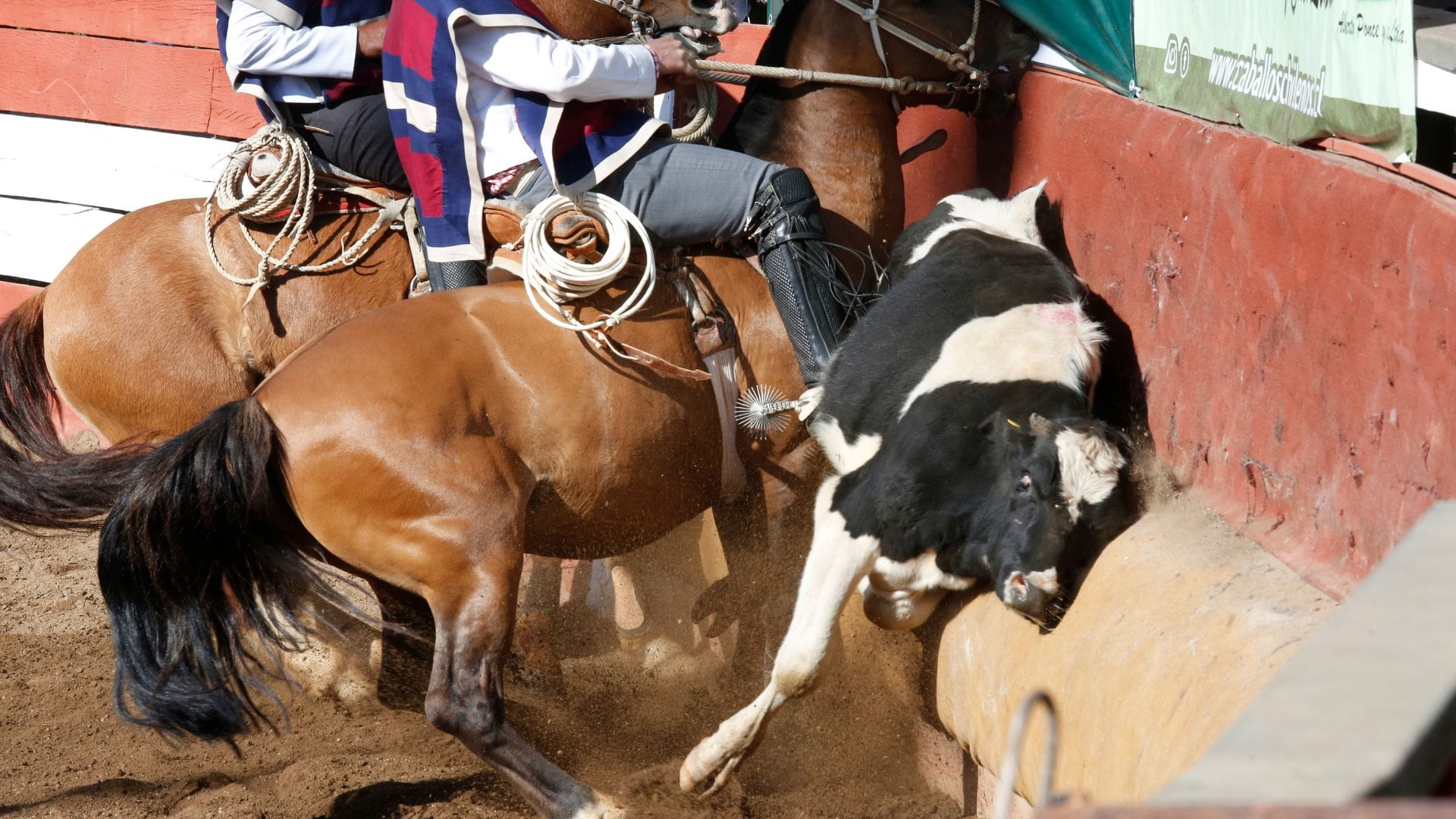 Comisión del Consejo Constitucional aprueba enmienda que establece al rodeo como deporte nacional de Chile