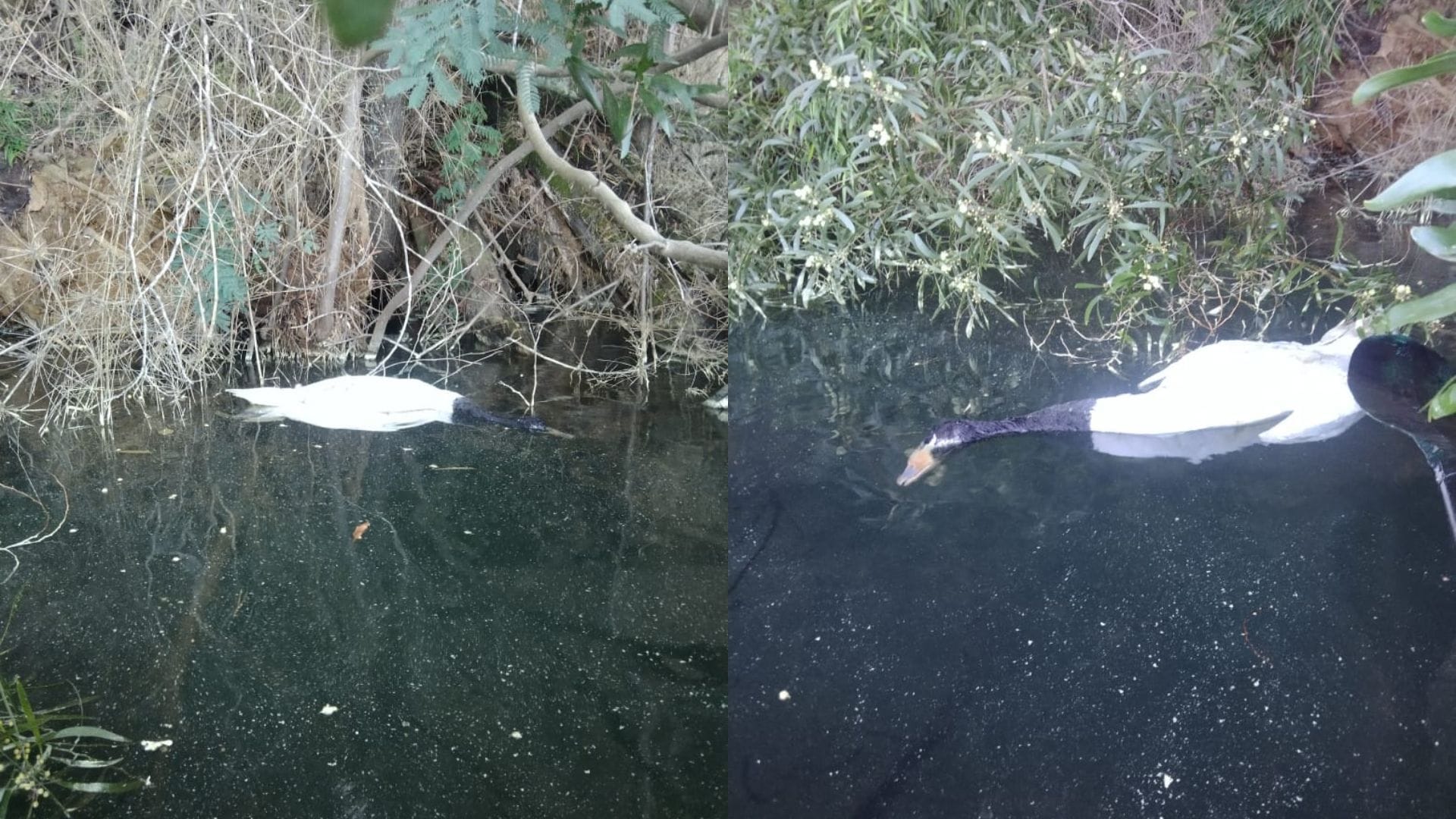 “Nunca visto”: Reportan muerte de cisne de cuello negro en la Laguna Grande de San Pedro de la Paz