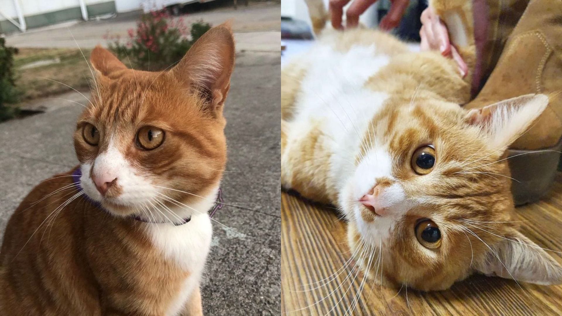 “El más fuerte de todos”: Confirman deceso del querido gatito Sutu Love de la UdeC