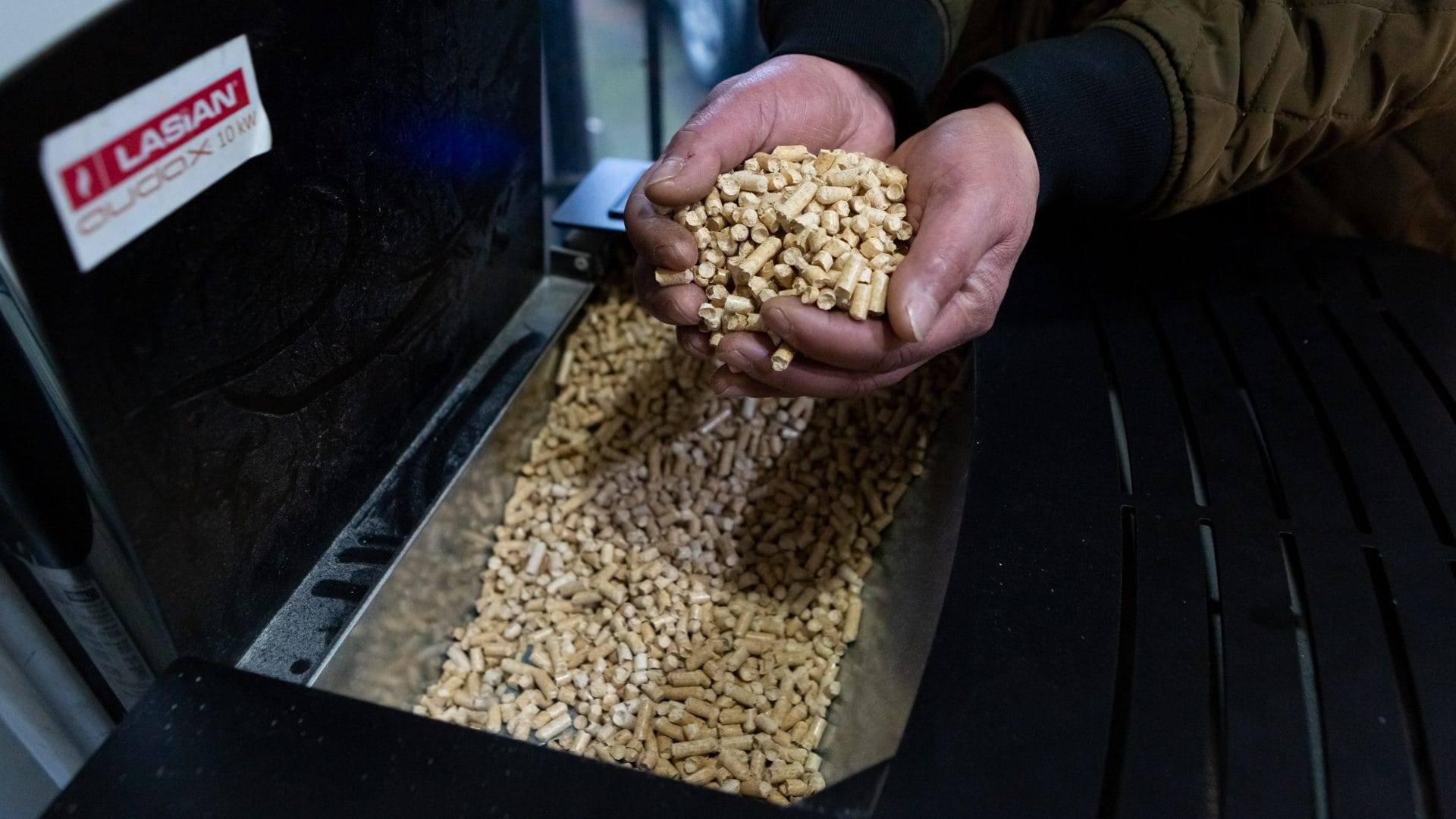 Estudio abordó la realización de pellet a partir de especies invasoras: ¿Cuáles son y en qué se diferencian del pino?