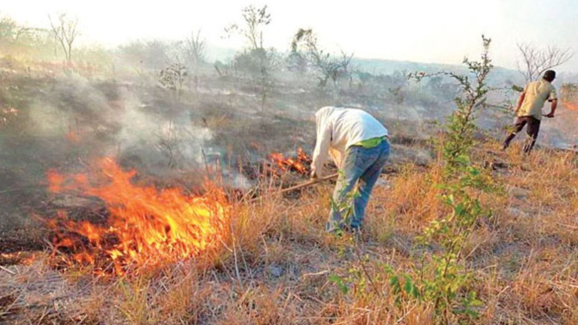 Conaf reitera prohibición de quema de basura en sectores urbanos ante ocurrencia de incendios forestales en el Biobío