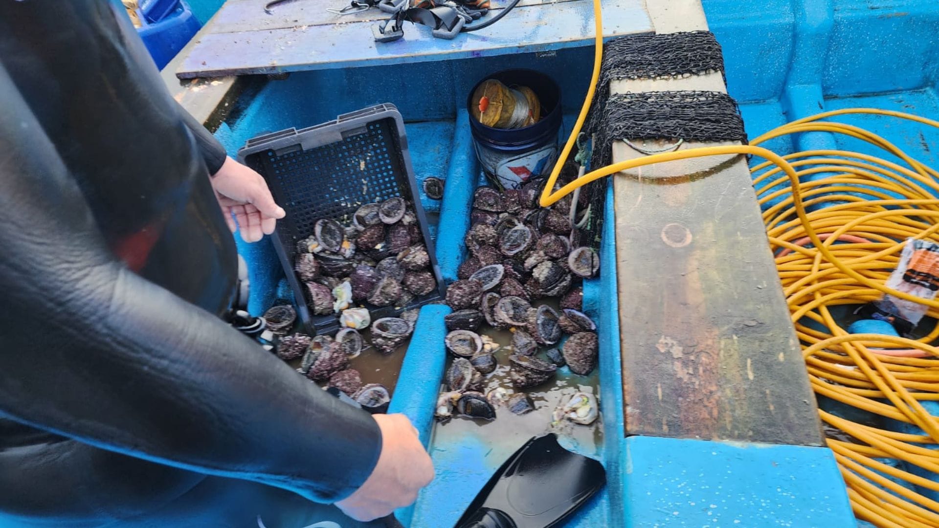 Pescadores robando a pescadores: Armada decomisa locos que sujetos robaron desde área de manejo Isla Mocha