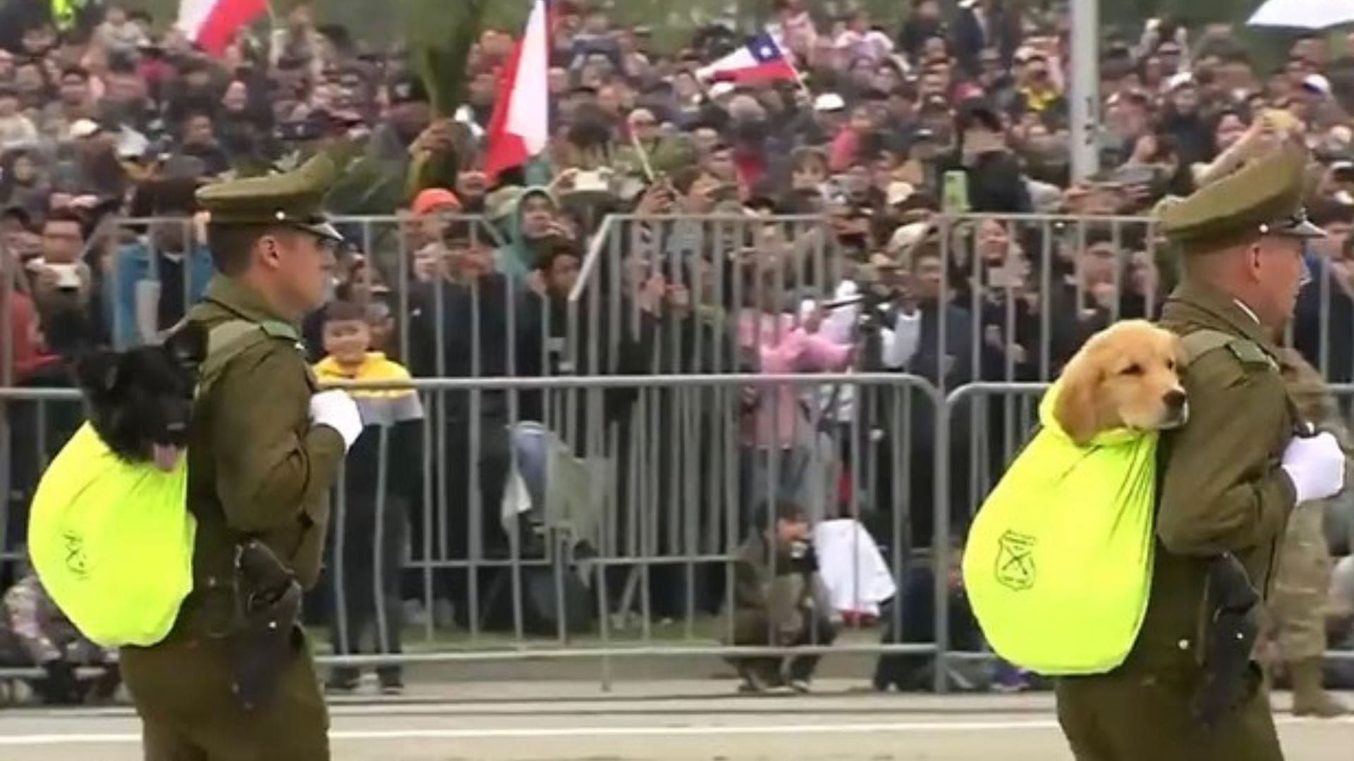 Se robaron la película: El estelar paso de la patrulla canina de Carabineros en la Parada Militar 2023