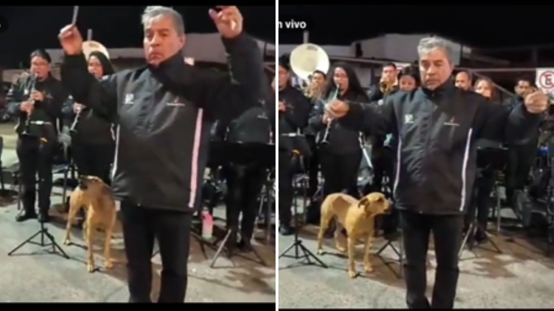 “Aperró por la patria”: Perro entonó el himno nacional junto a orquesta en Arica