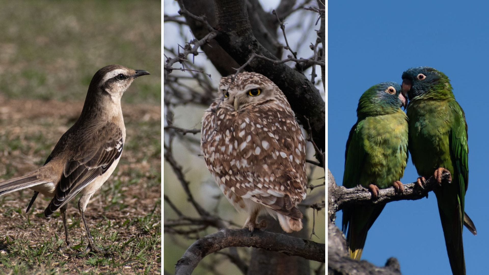 Elernyma 2023: Concepción será sede de encuentro internacional por la conservación de recursos naturales