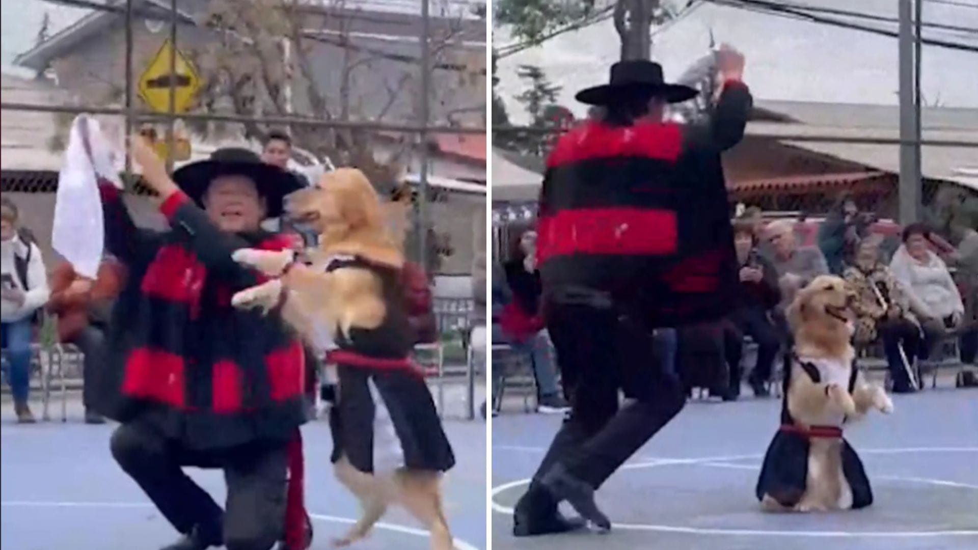 Perrita se hace viral por mandarse “patitas” de cueca junto a su dueño en Puente Alto