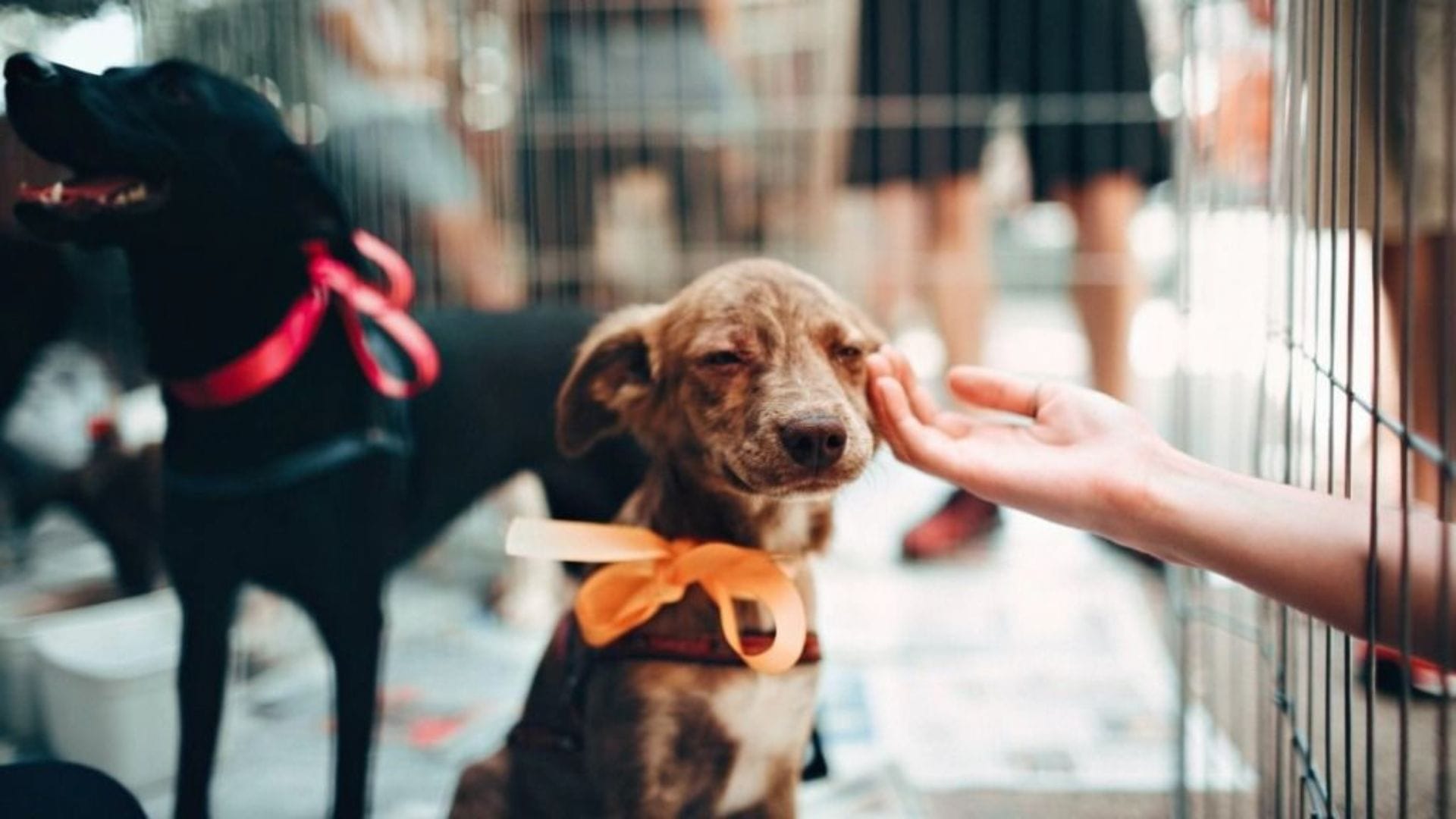 ​​¡Encuentra a tu mejor amigo! Nuevas jornadas de adopción en Concepción y Viña del Mar