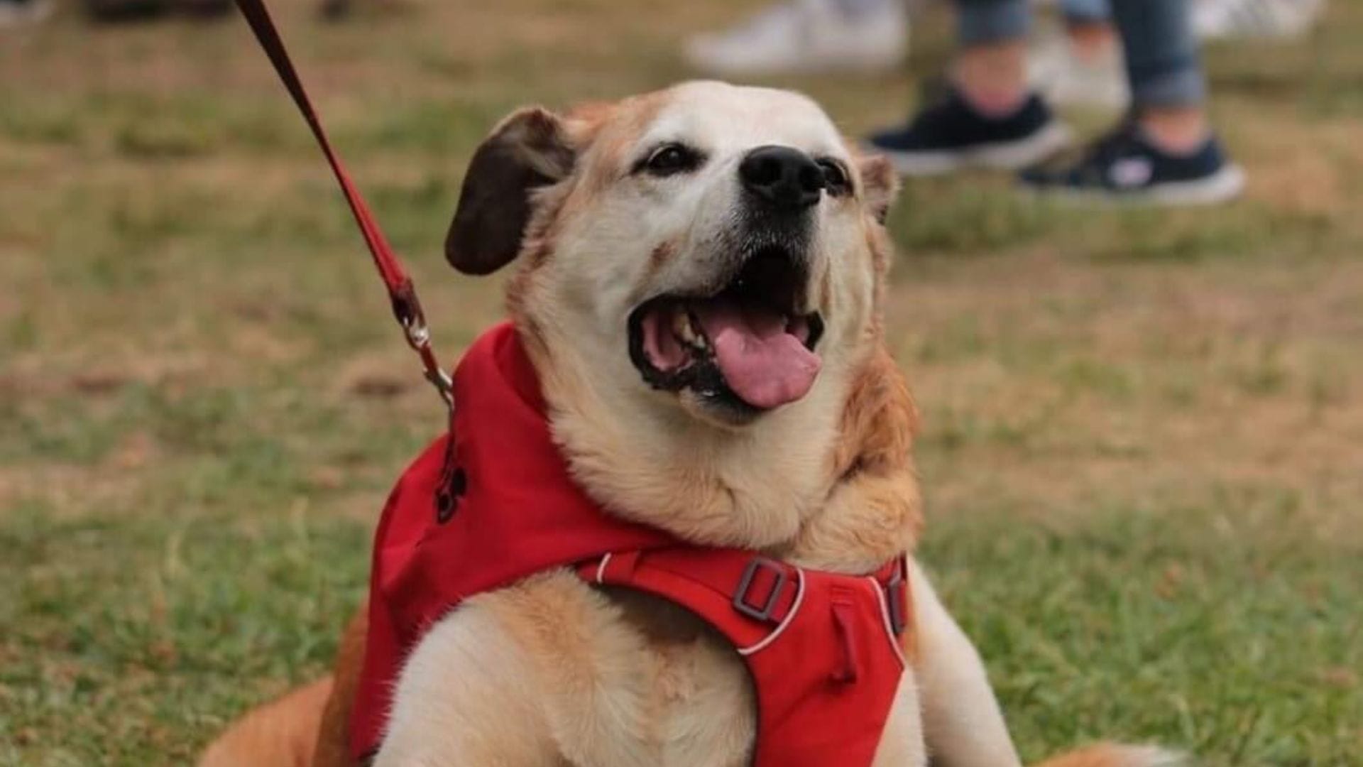 Era símbolo de la ciudad: Falleció Don Luis Apolo, famoso perro de Osorno e ícono de la tenencia responsable