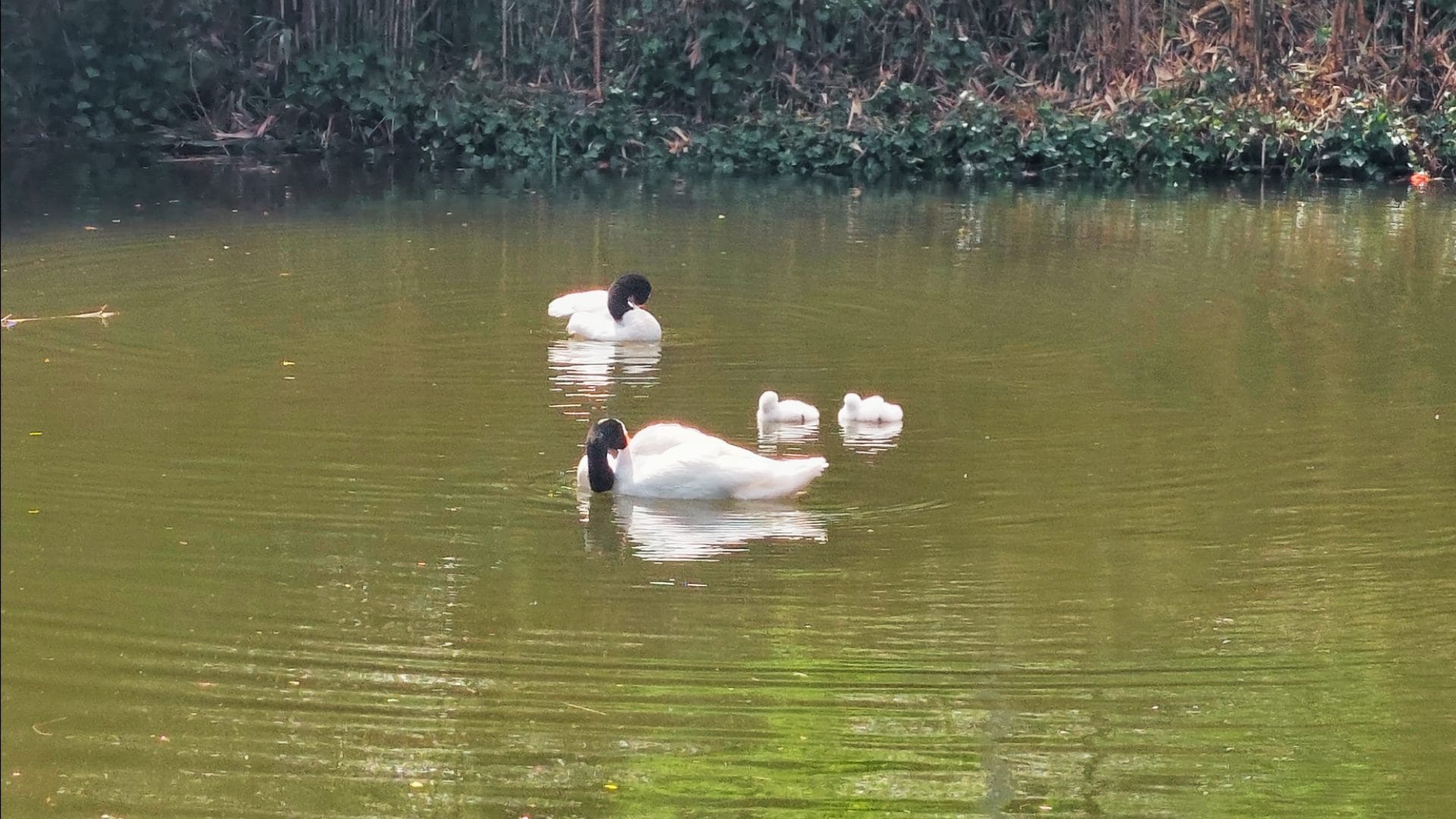 Cisnes cuello negro nacen en UdeC y maravillan a los penquistas: Advierten límite para acercárseles