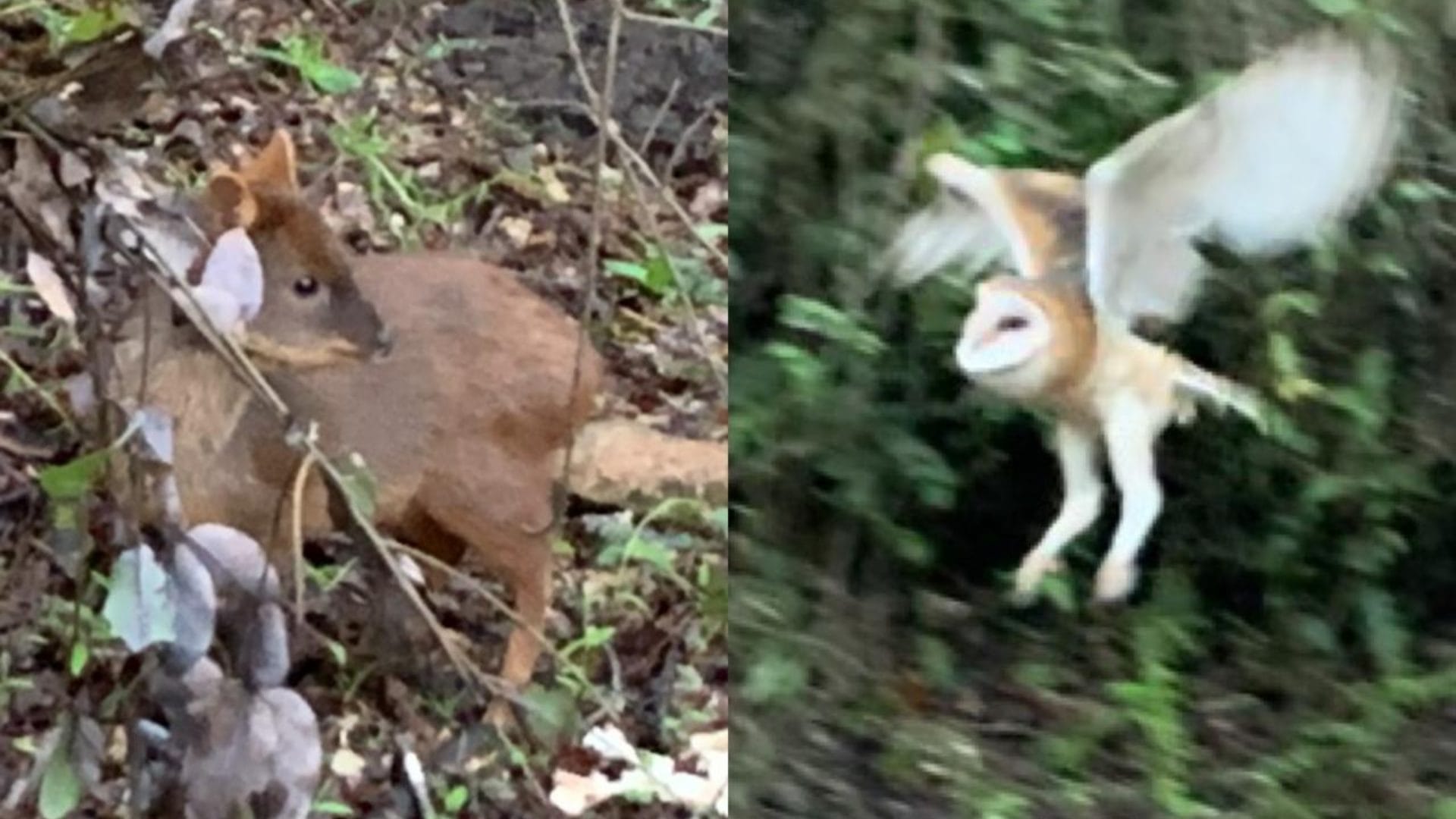 Dos pudúes y tres lechuzas vuelven a su hábitat en Hualqui