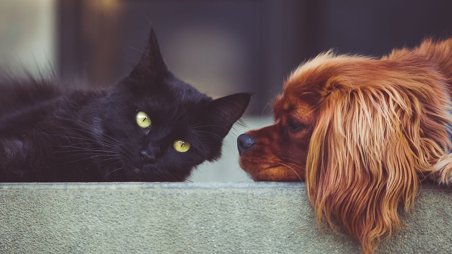 Amigos del Corazón: Más de 300 perros y gatos fueron adoptados durante el primer semestre en centros comerciales de Grupo Marina